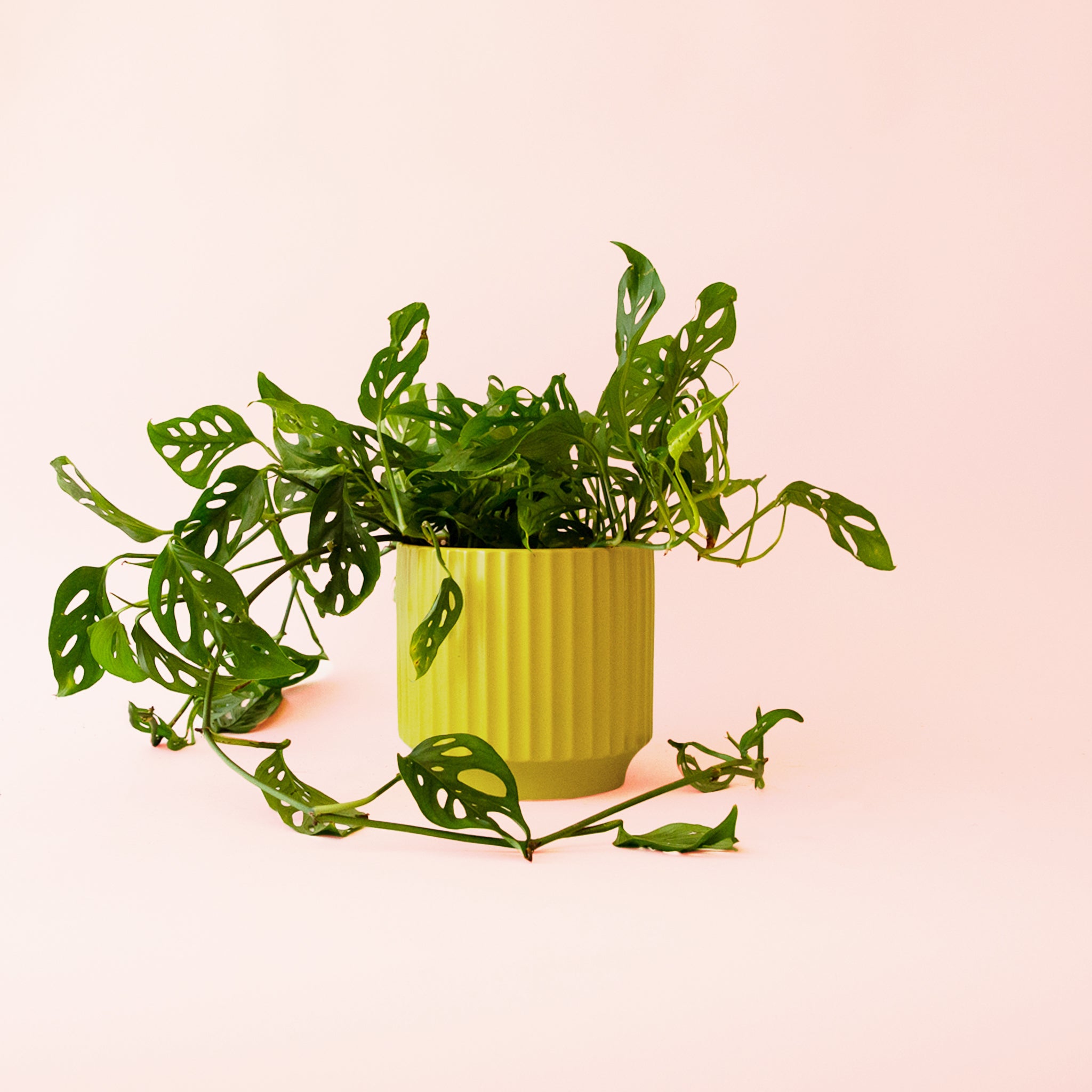 Monstera Adansonii - Thumbnail 5