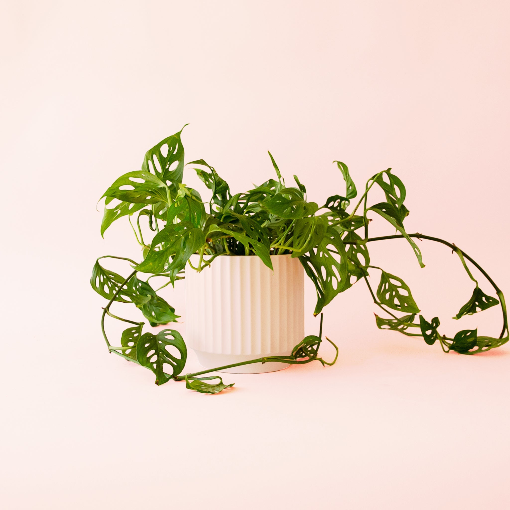 little swiss monstera adansonii Monstera Adansonii Plant - Swiss Cheese Vine