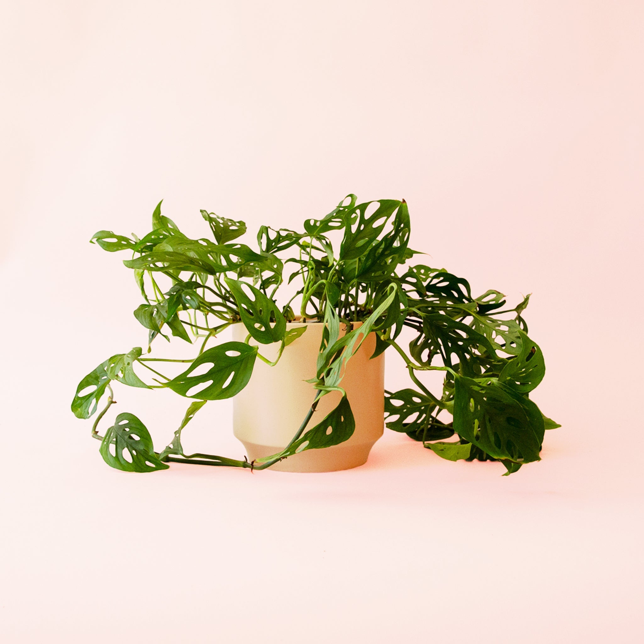 Monstera Adansonii - Thumbnail 4