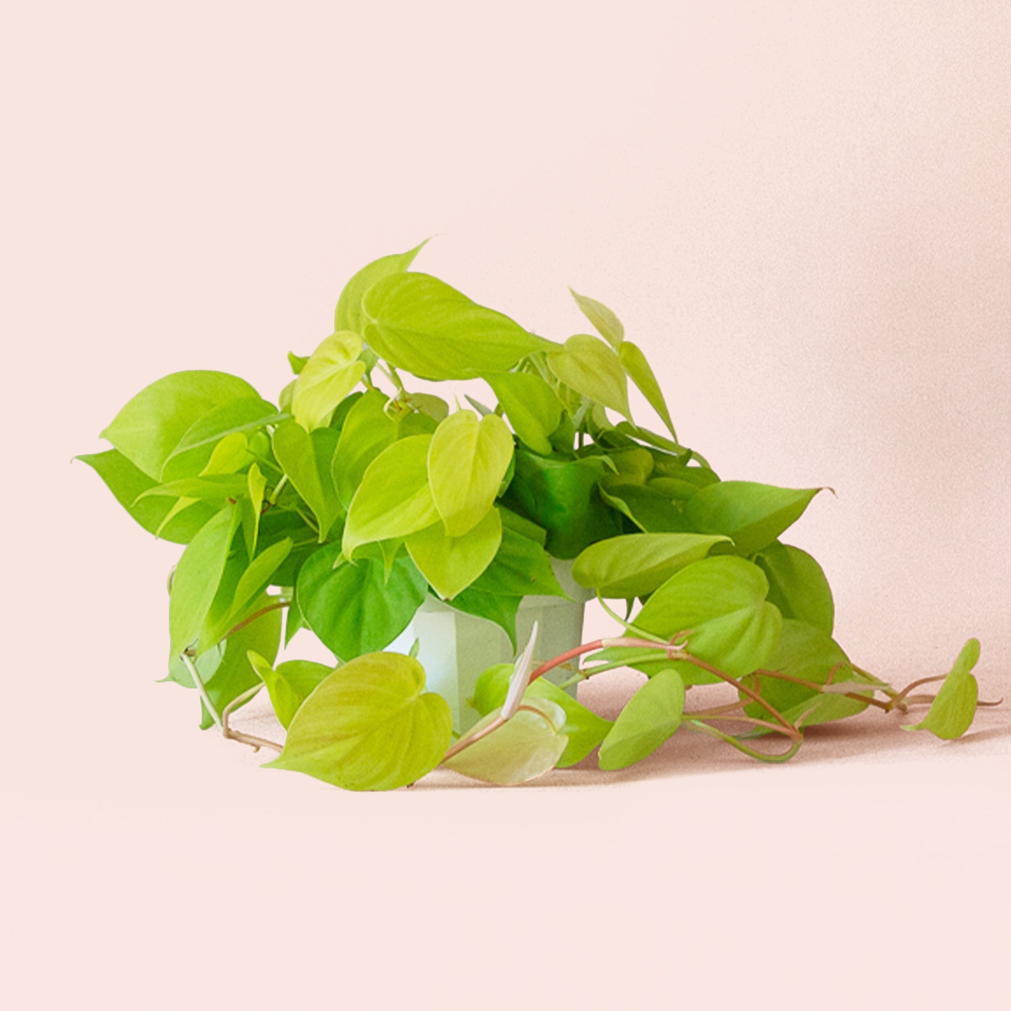 Pigment Philodendron - Thumbnail 4