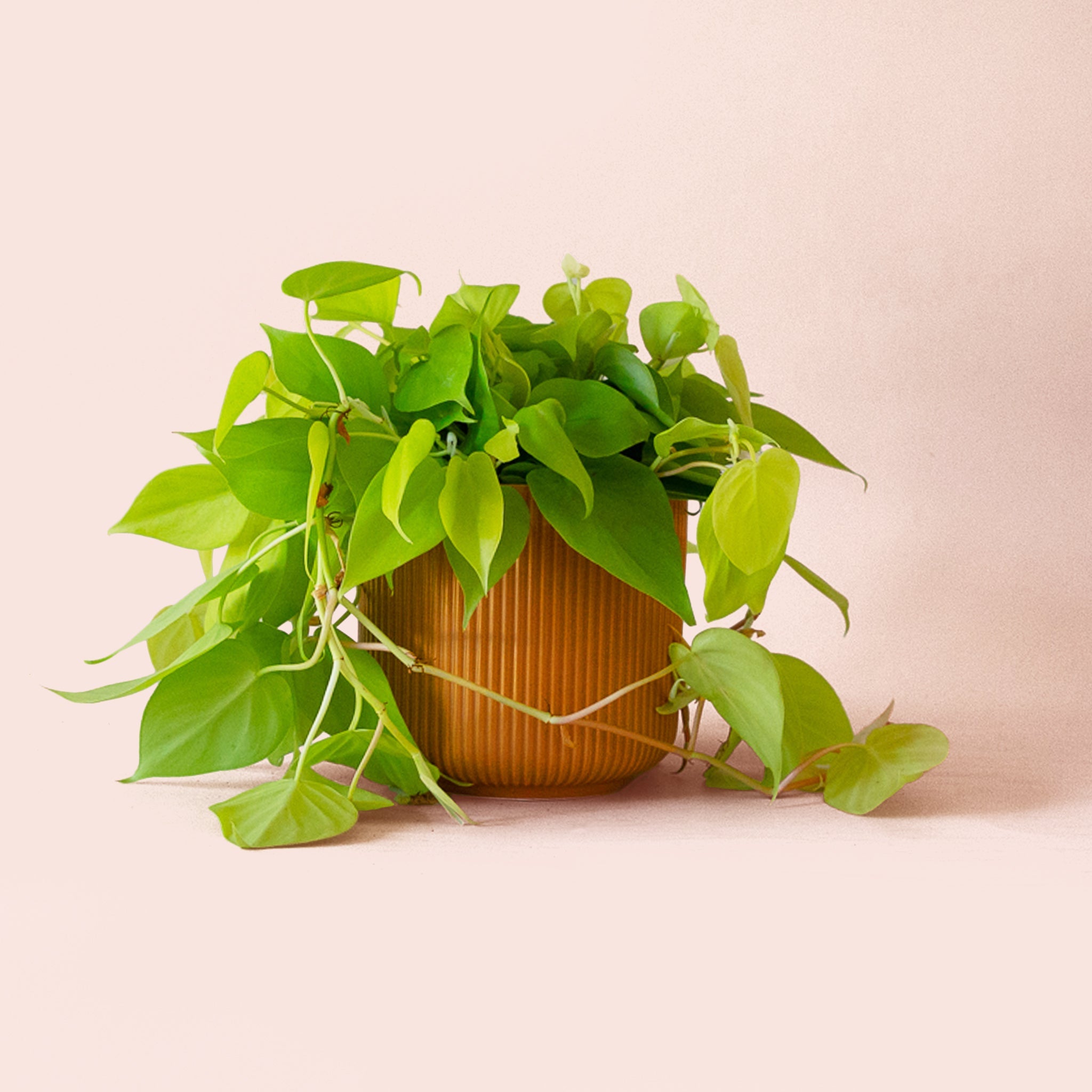 Pigment Philodendron