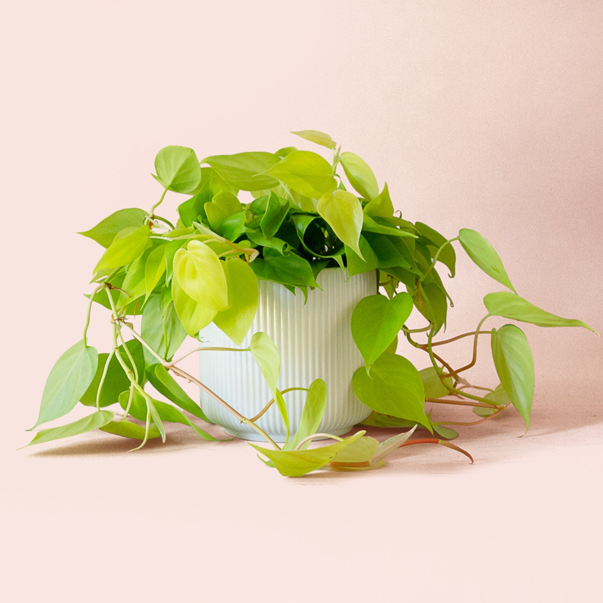 difference between neon pothos and neon philodendron Philodendron