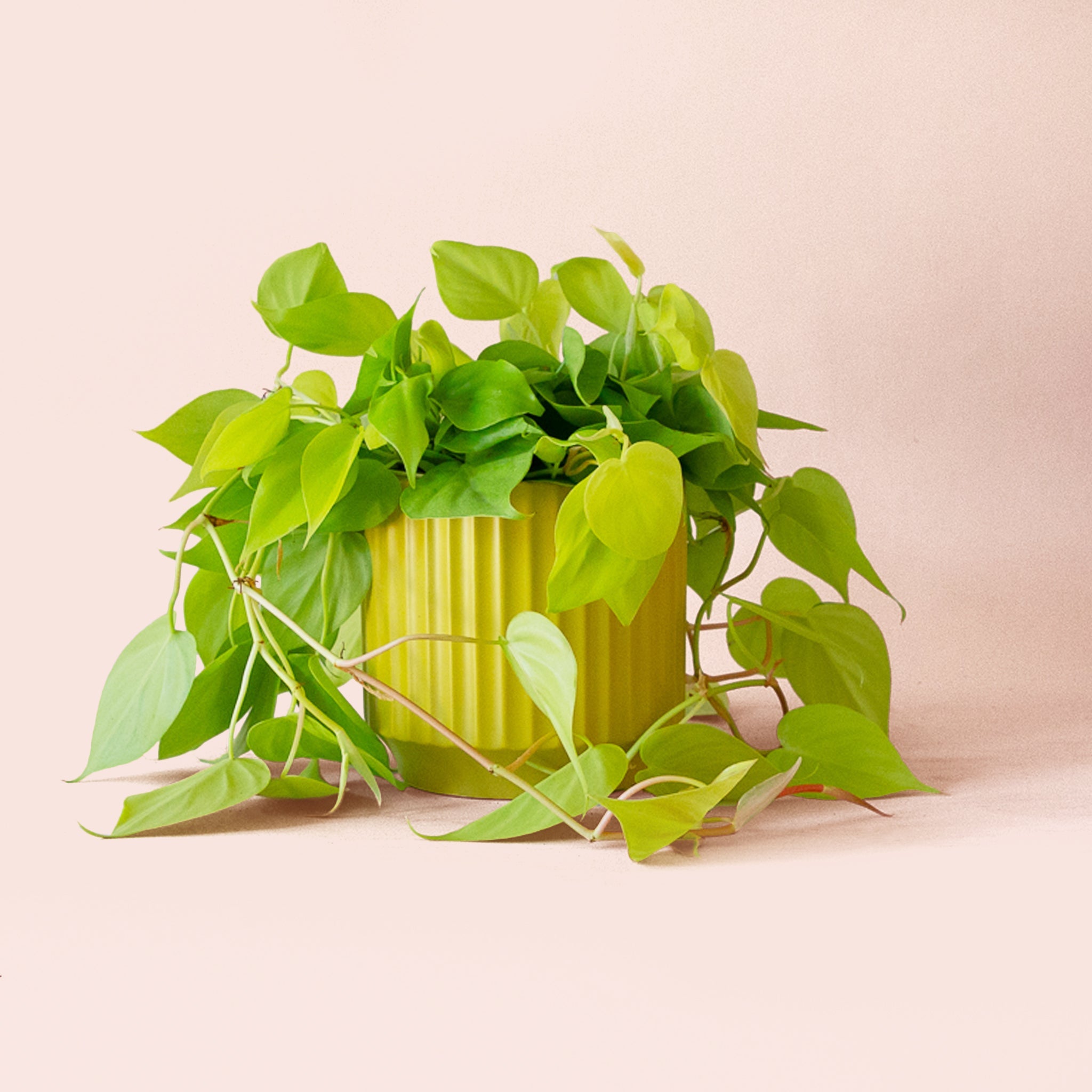 Pigment Philodendron - Thumbnail 2