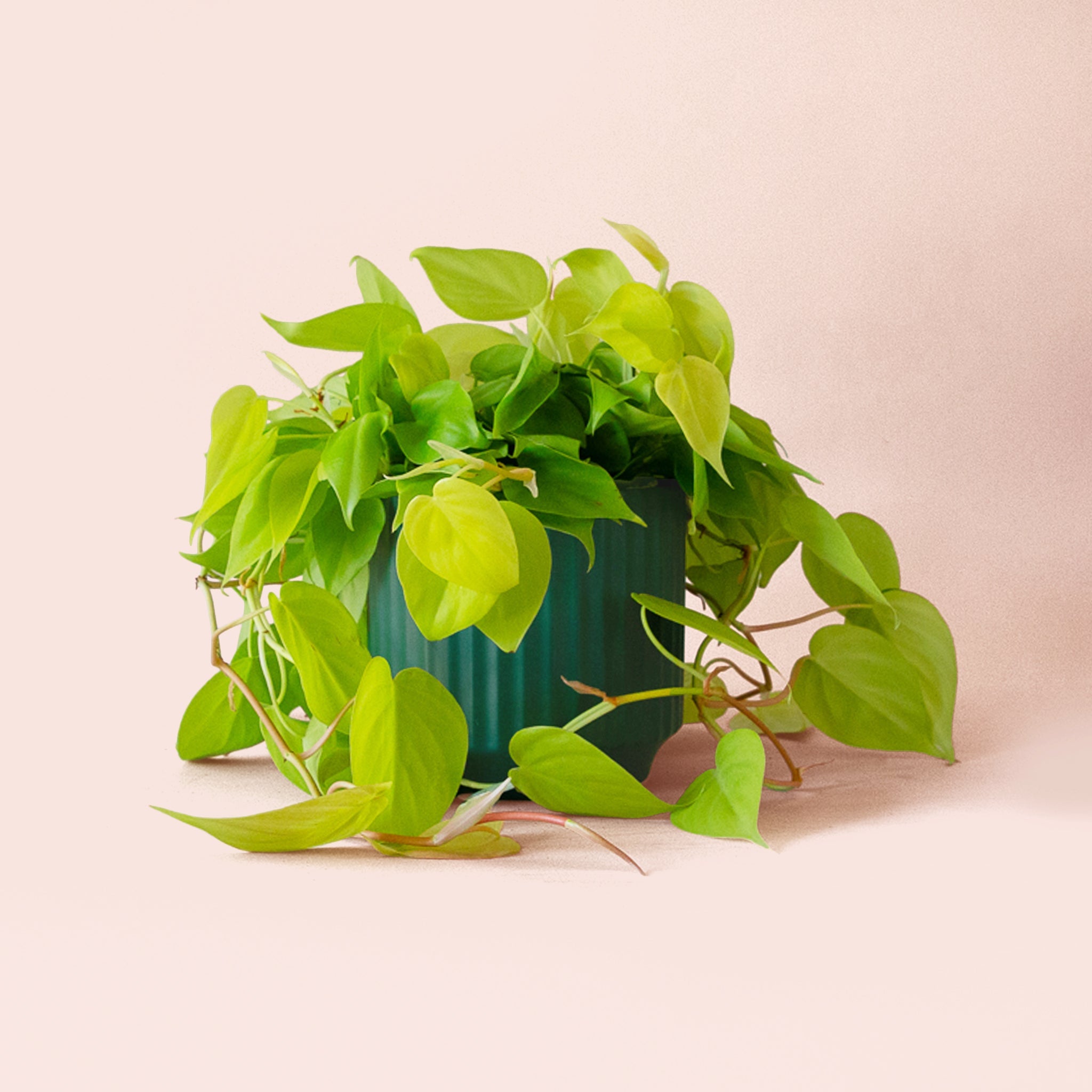 Philodendron Neon - Thumbnail 4