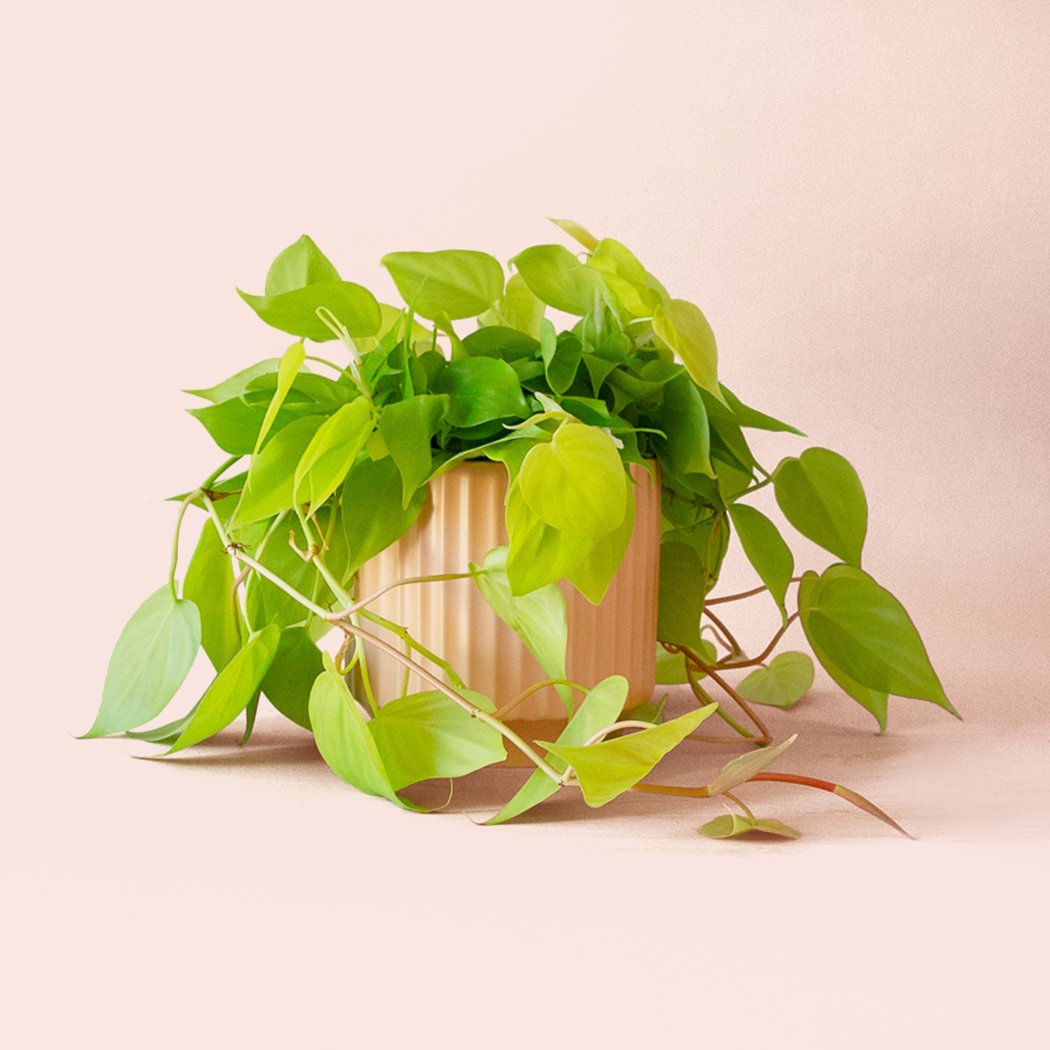 neon philodendron golden emerald Philodendron