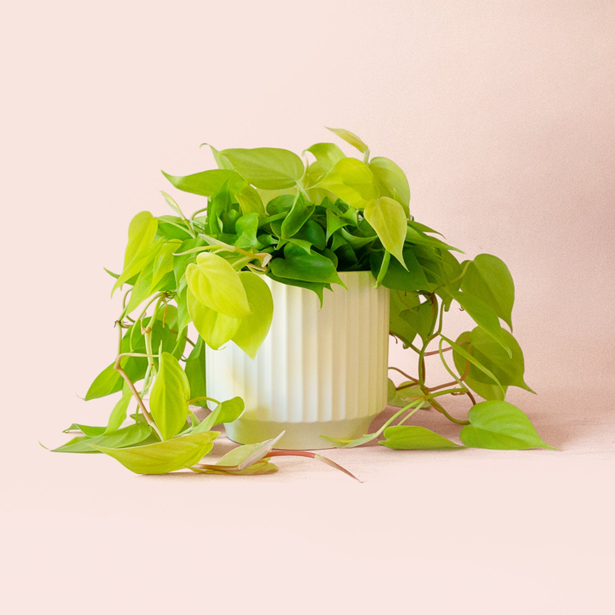 Pigment Philodendron - Thumbnail 5