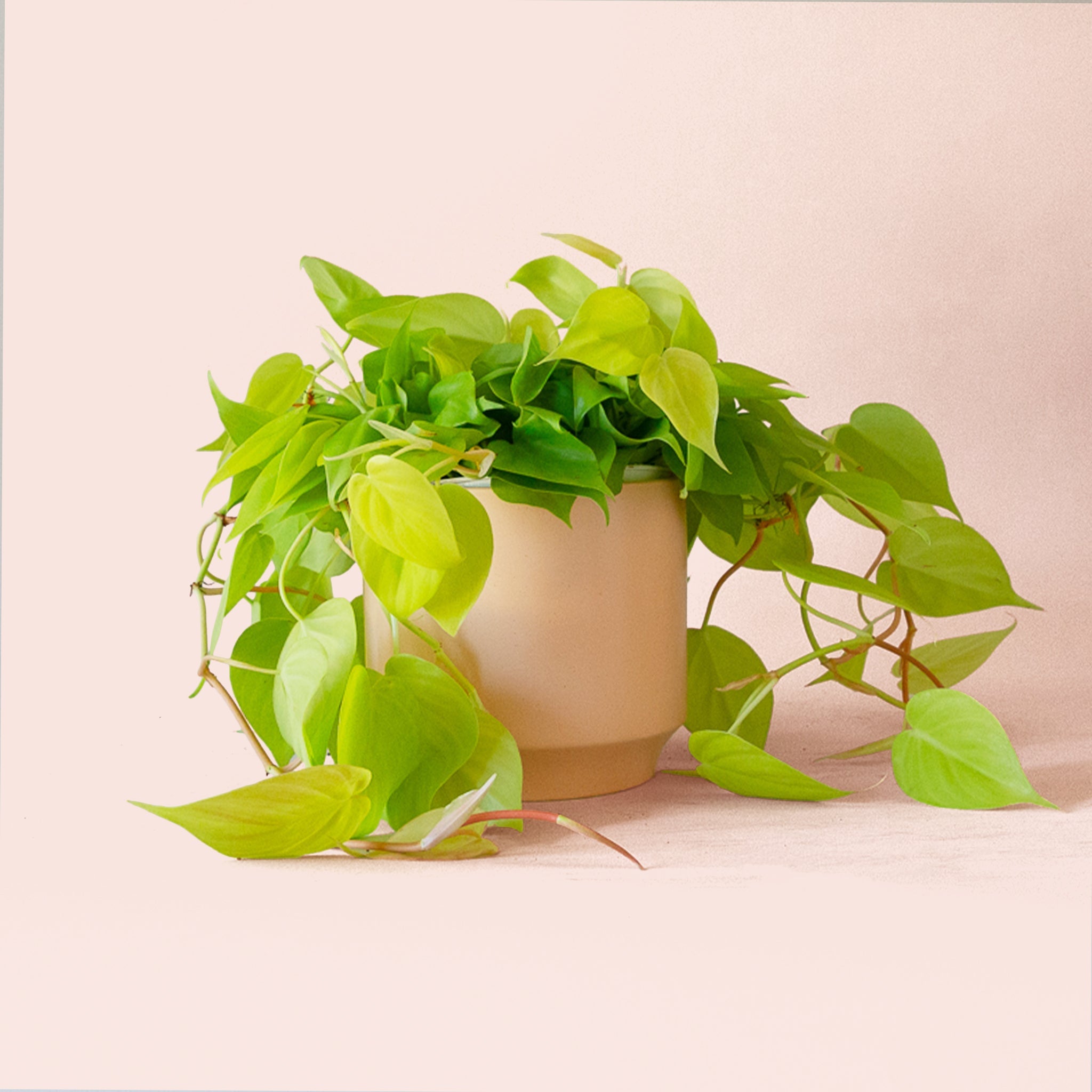 Pigment Philodendron - Thumbnail 5