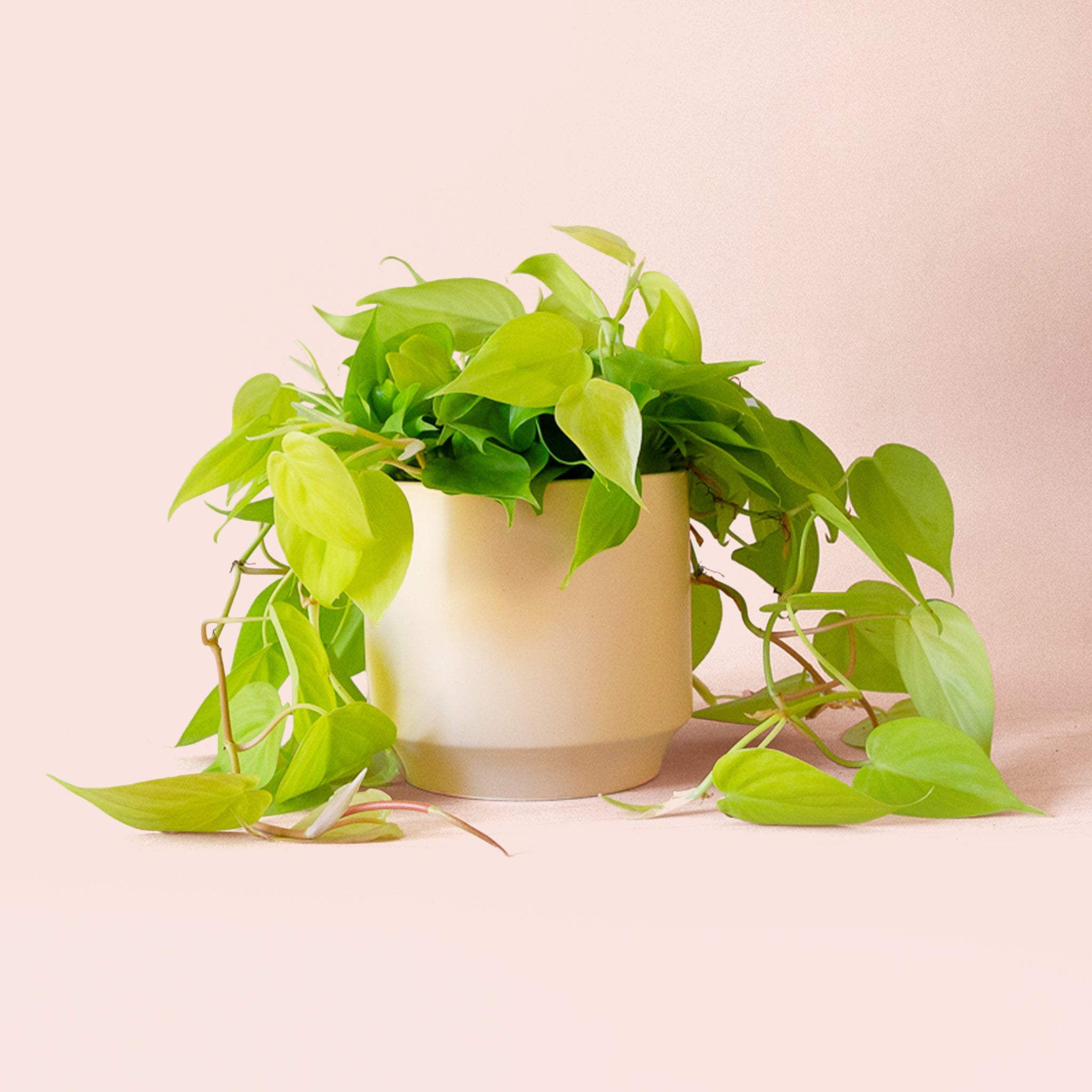neon heartleaf philodendron Philodendron