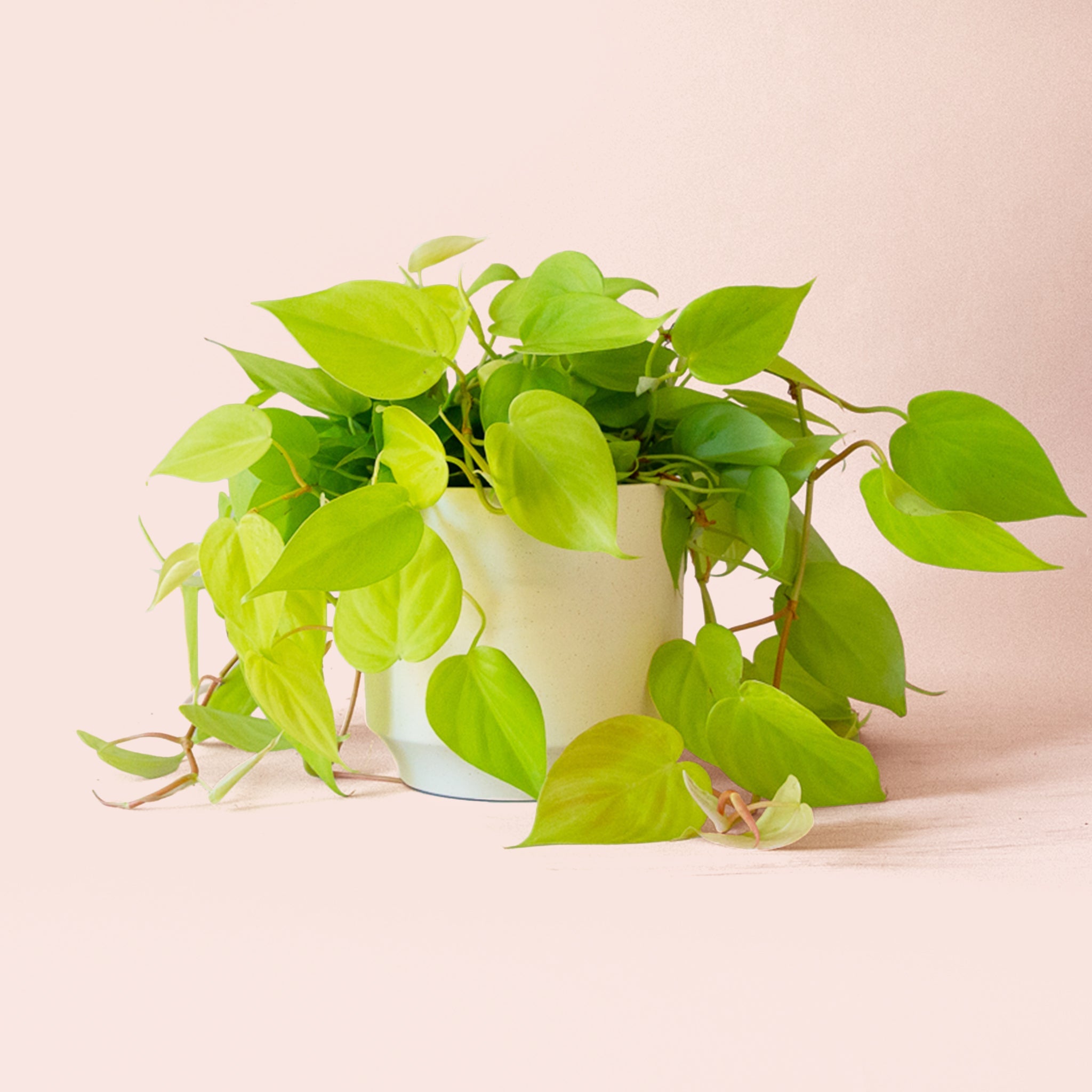 neon pothos vs neon philodendron Philodendron