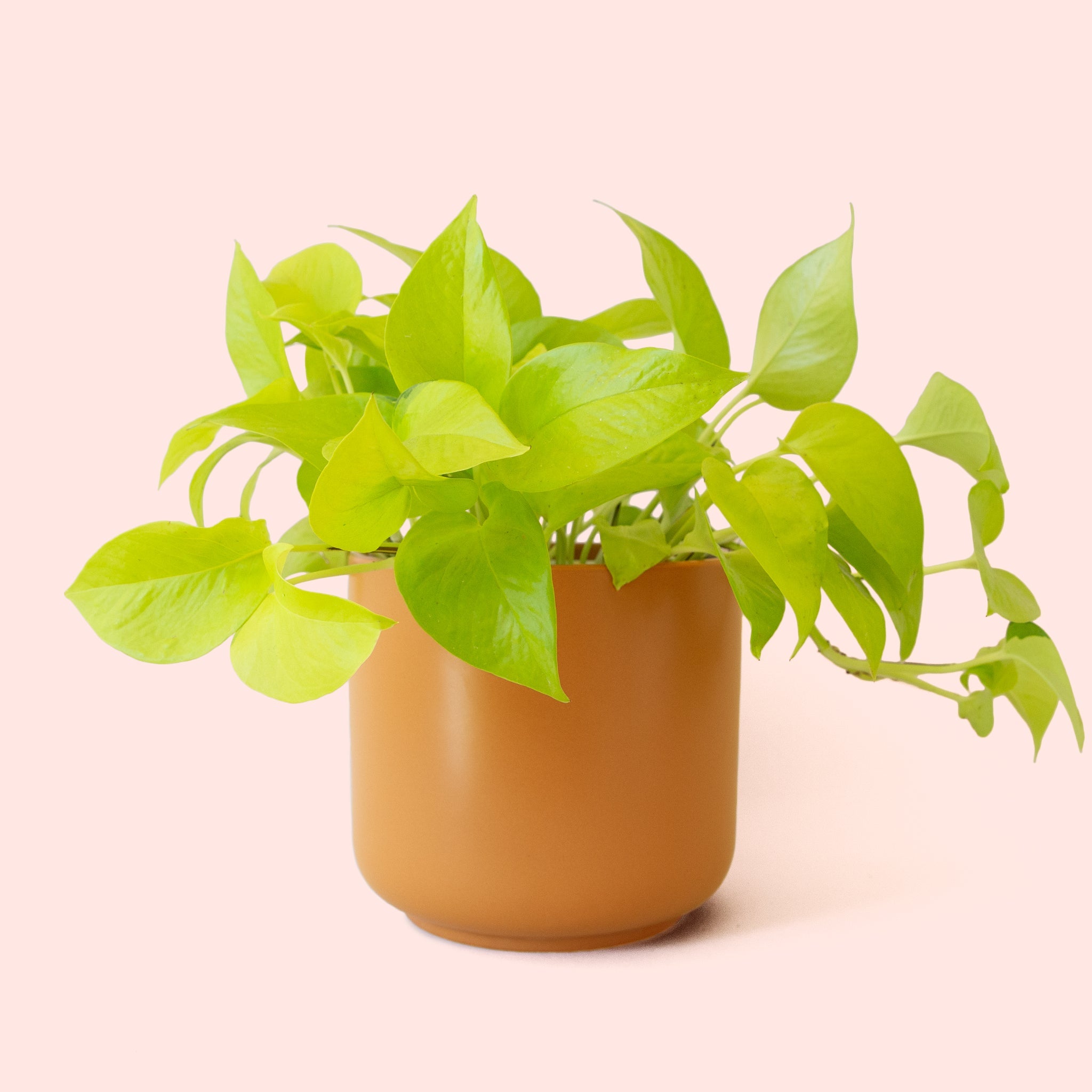 Pothos | Neon - Thumbnail 2