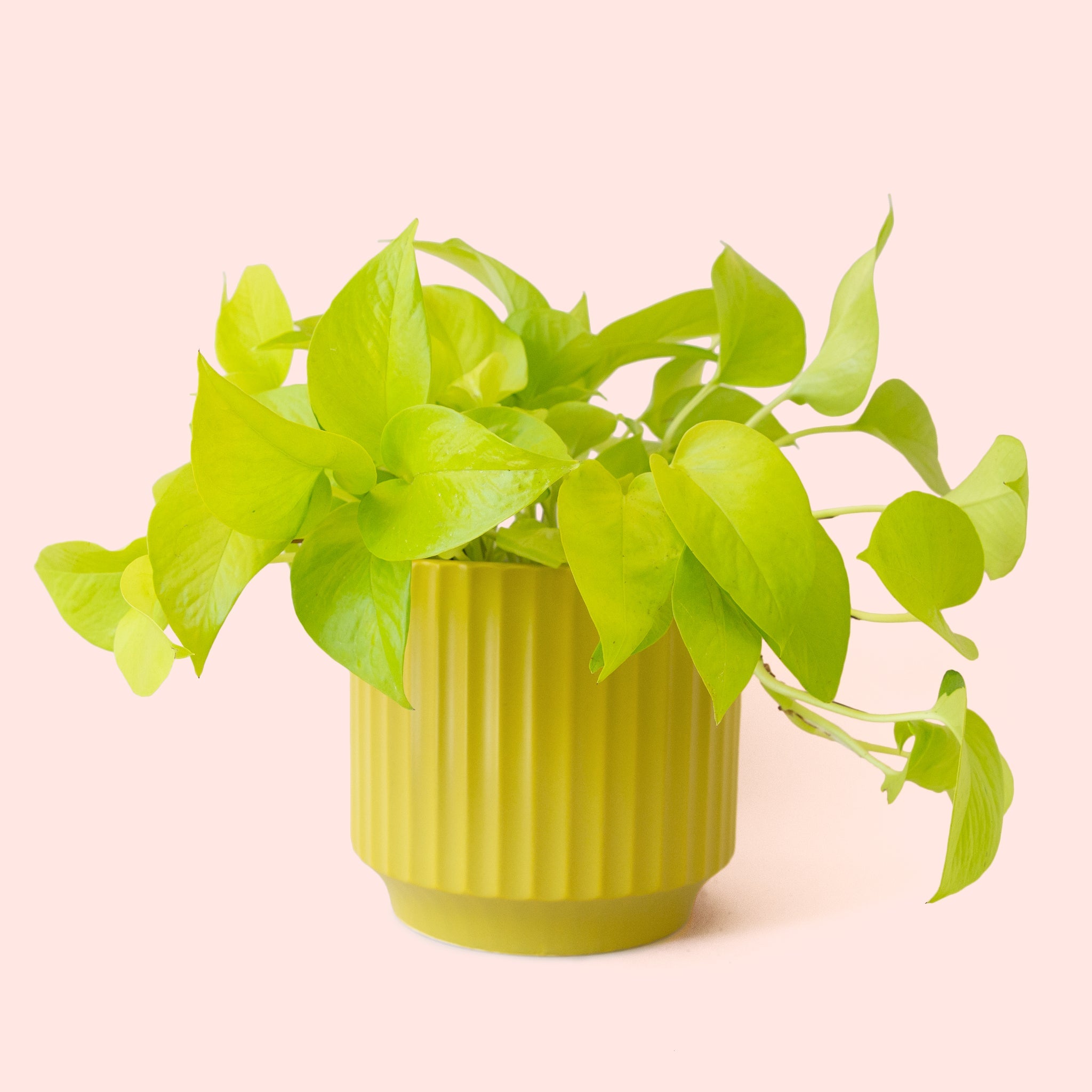 neon pothos for sale near me Pothos