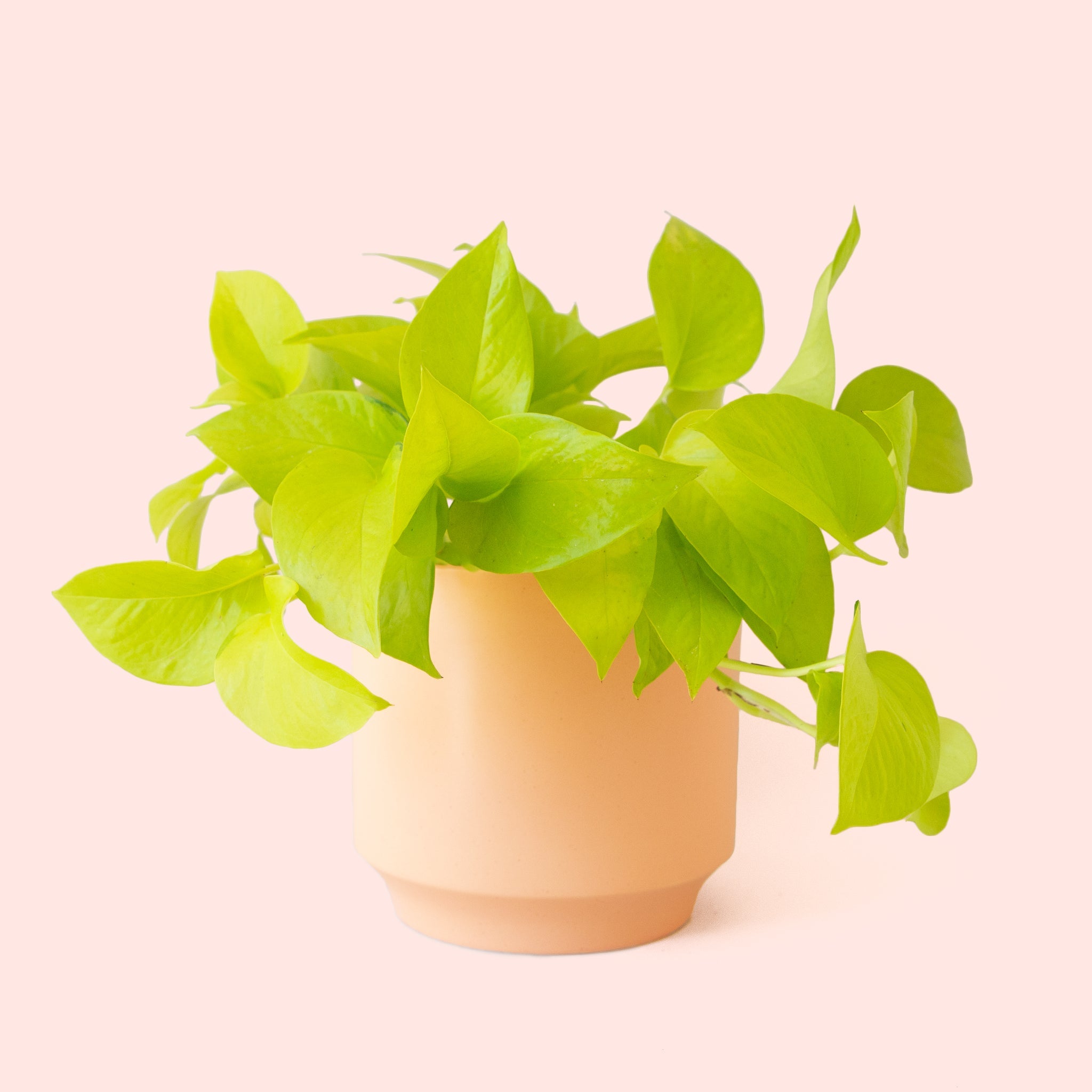 Pothos | Neon - Thumbnail 5