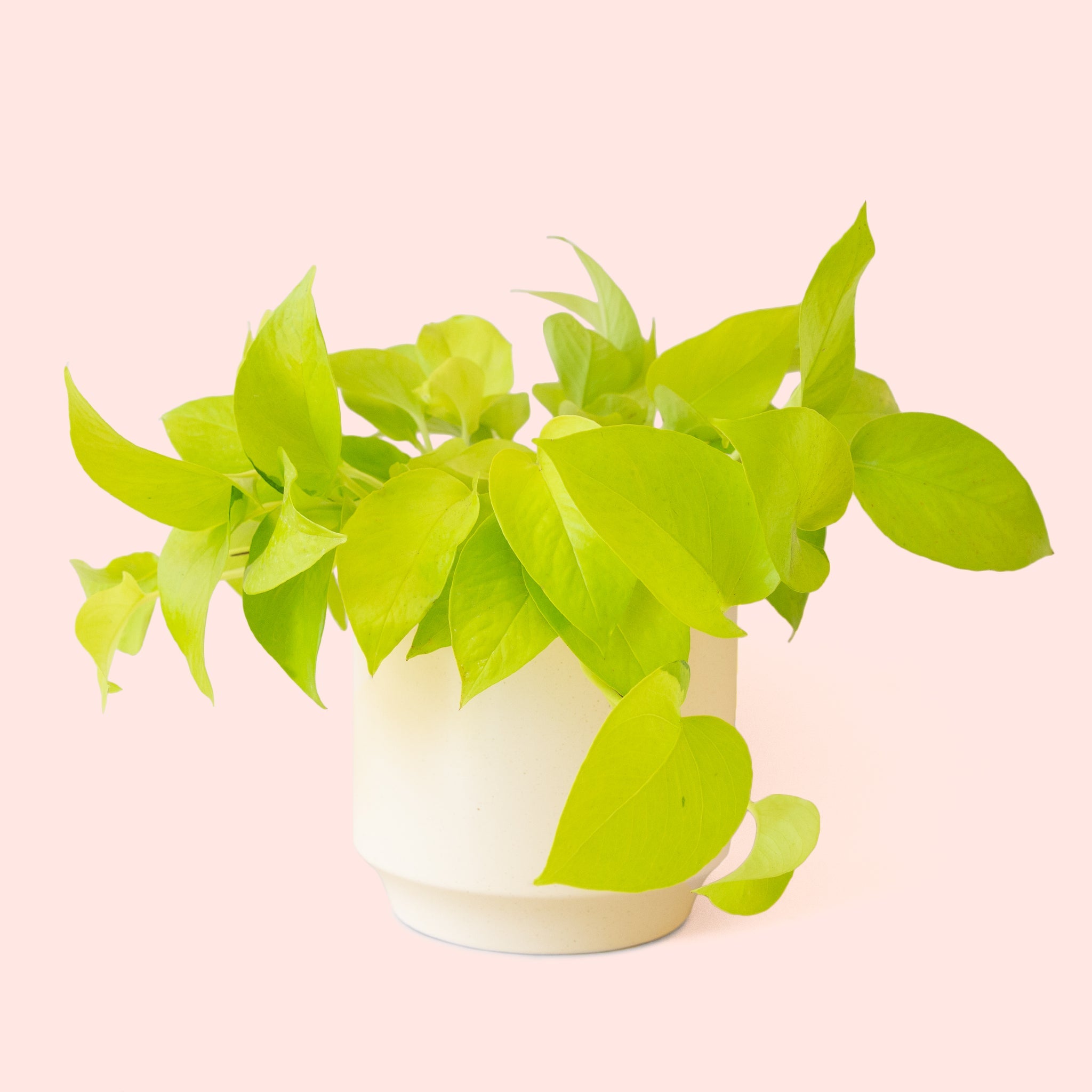 neo p1 pothos Pothos