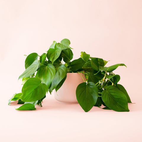 Philodendron