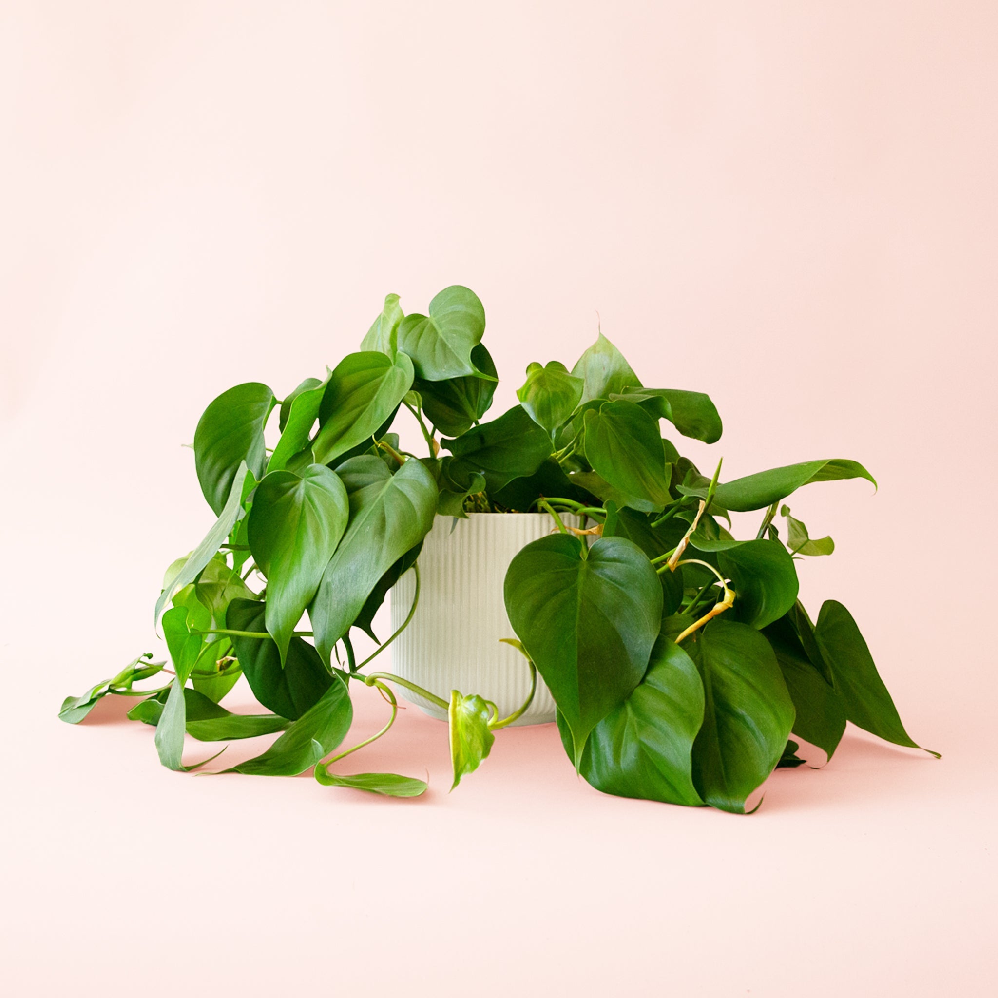 philodendron peltatum 1 Philodendron