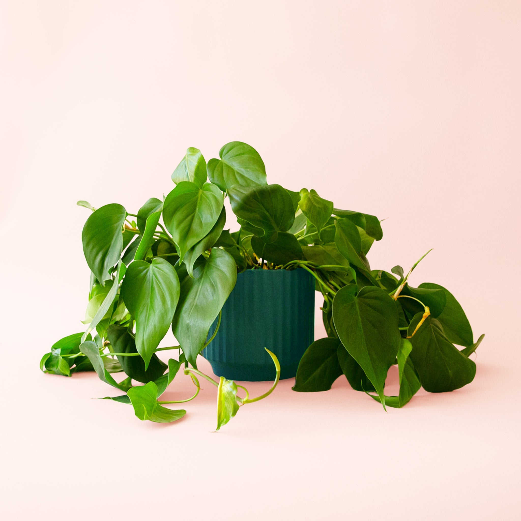 philodendron cordatum nz Philodendron