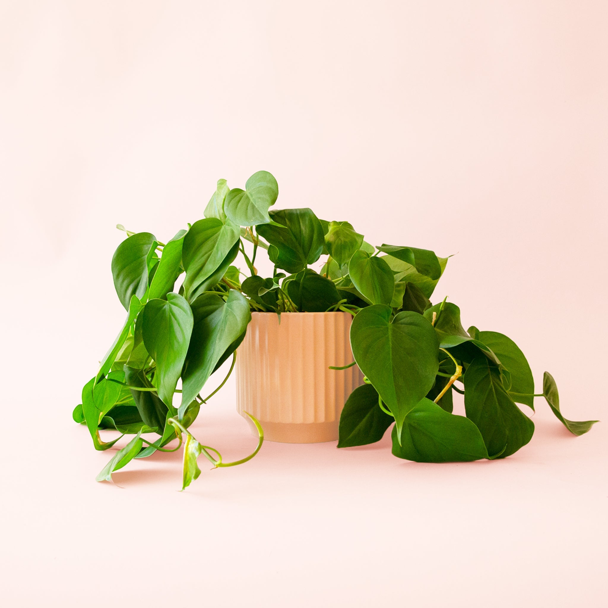 philodendron cordatum plant Philodendron