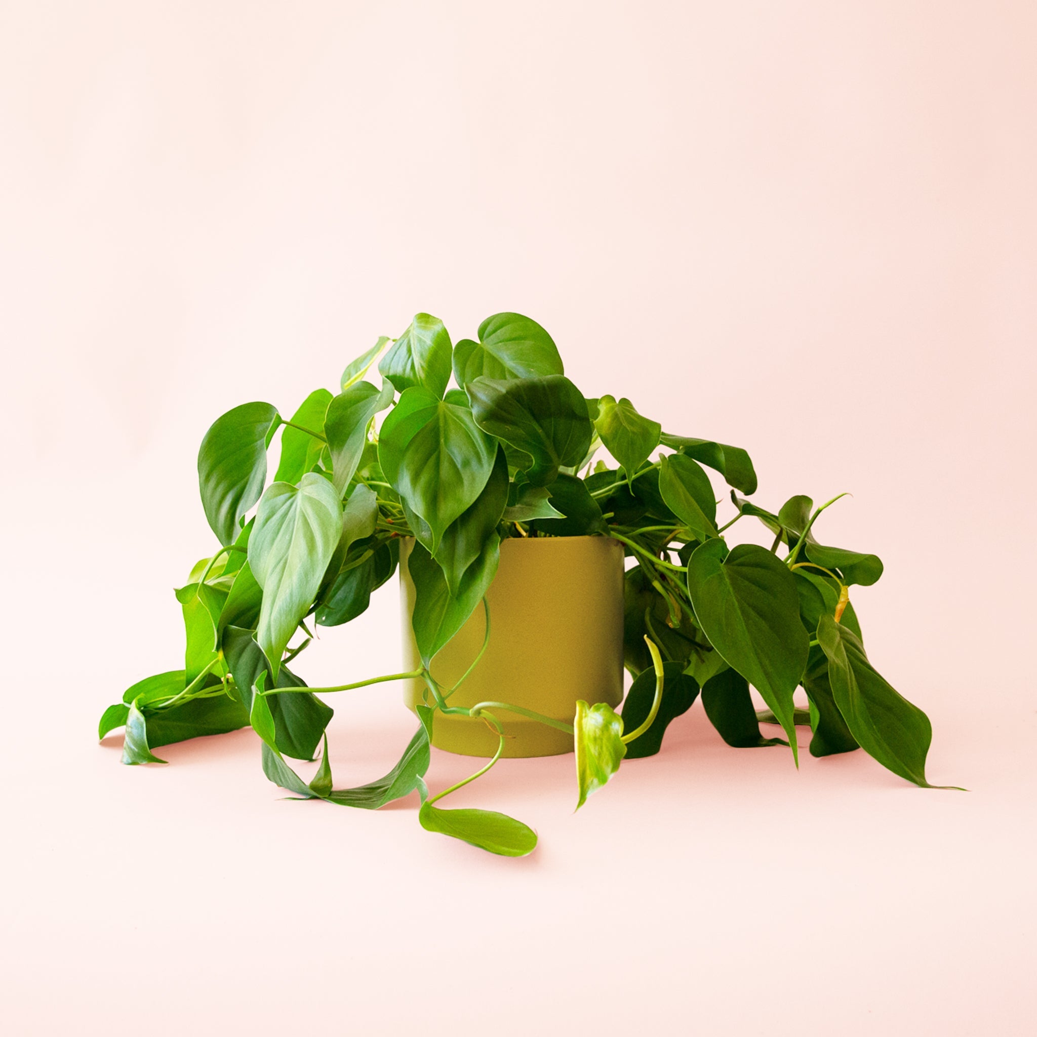 how do you care for a philodendron cordatum Philodendron