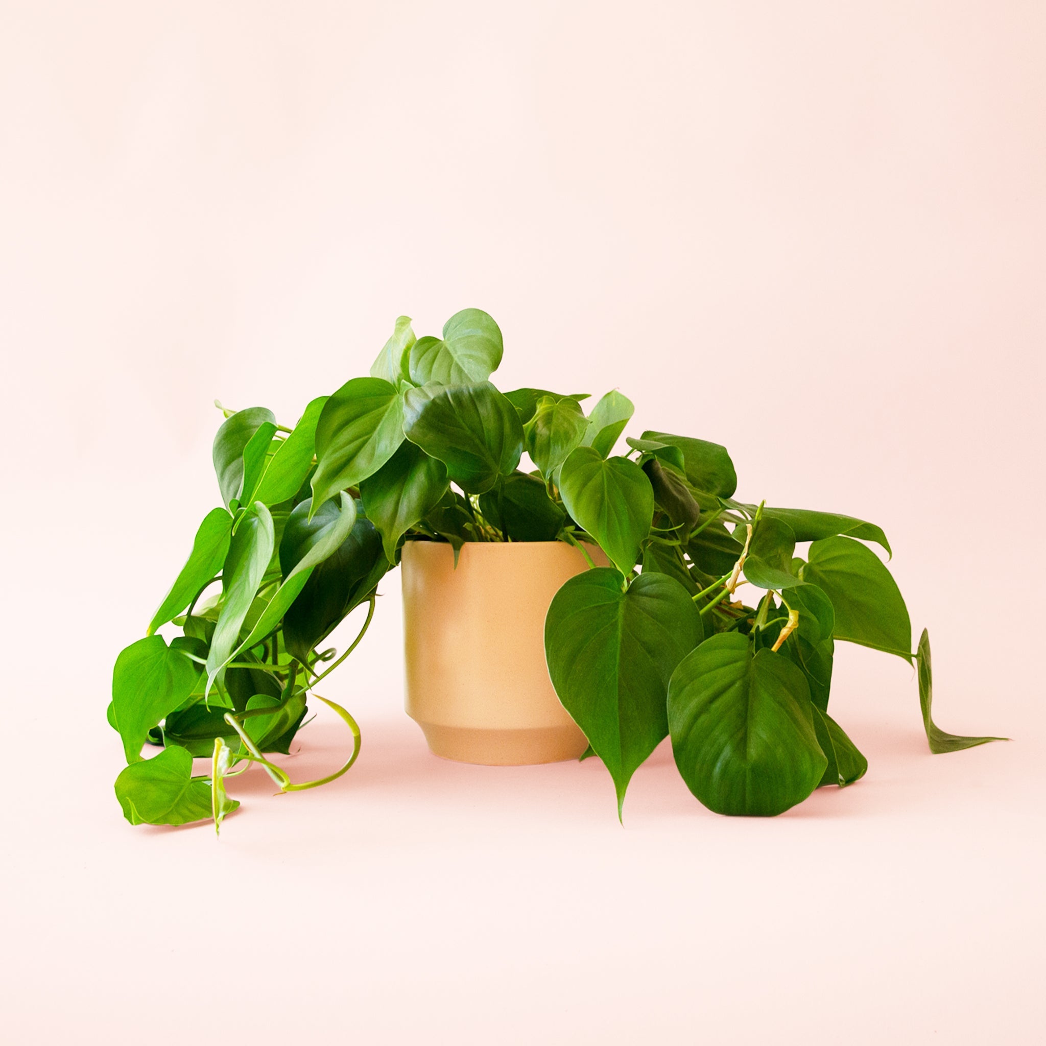 philodendron cathaline Philodendron