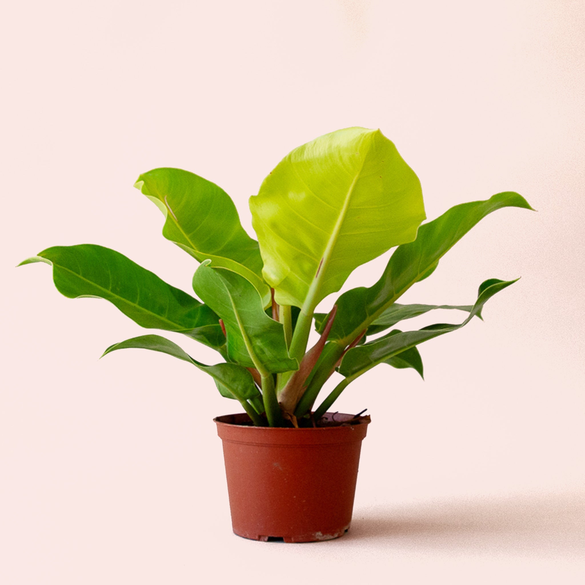 philodendron moonlight full grown Philodendron