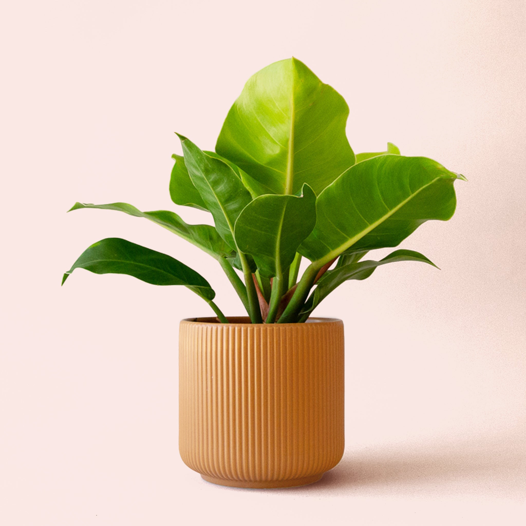 Philodendron Moonlight