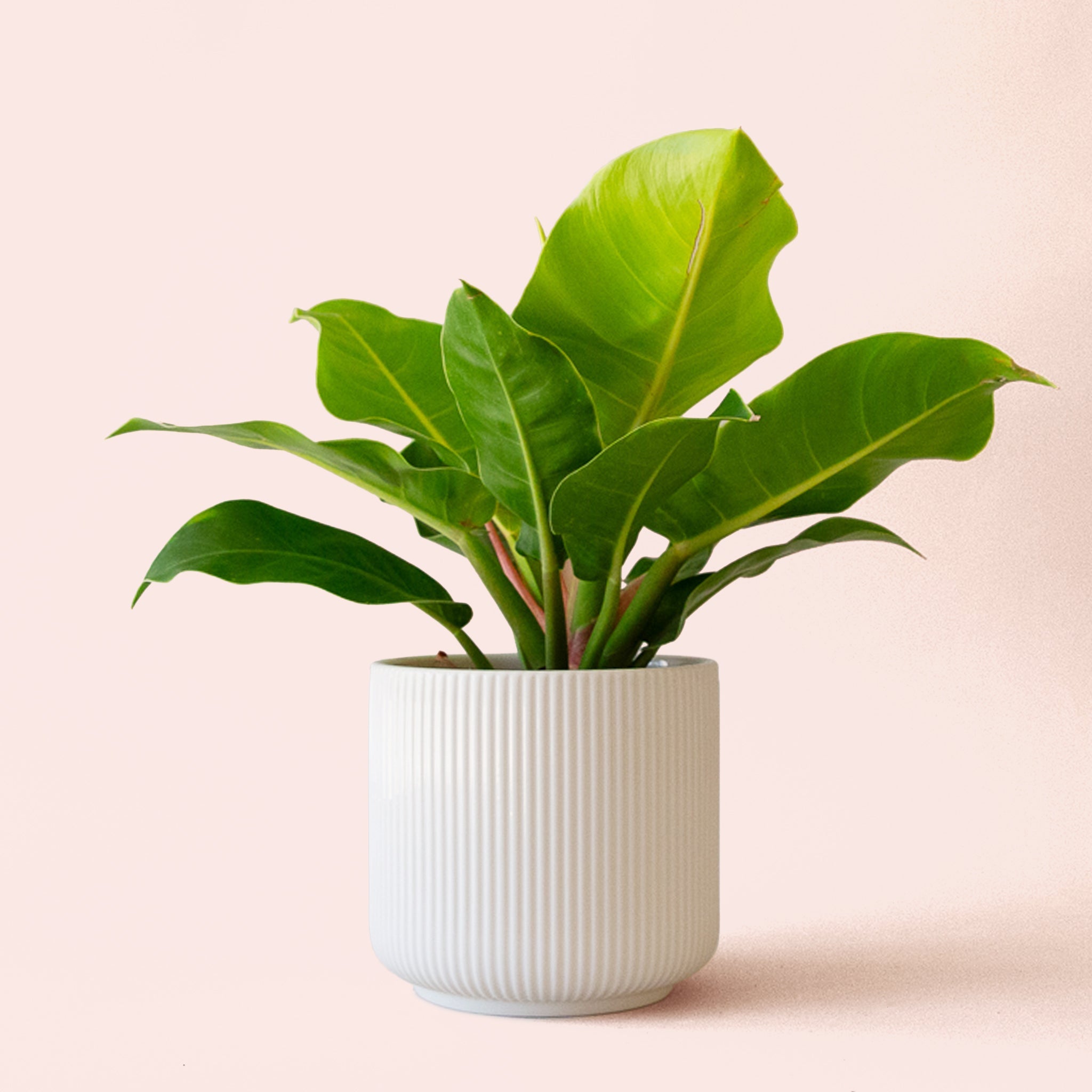 philodendron moonlight large Philodendron