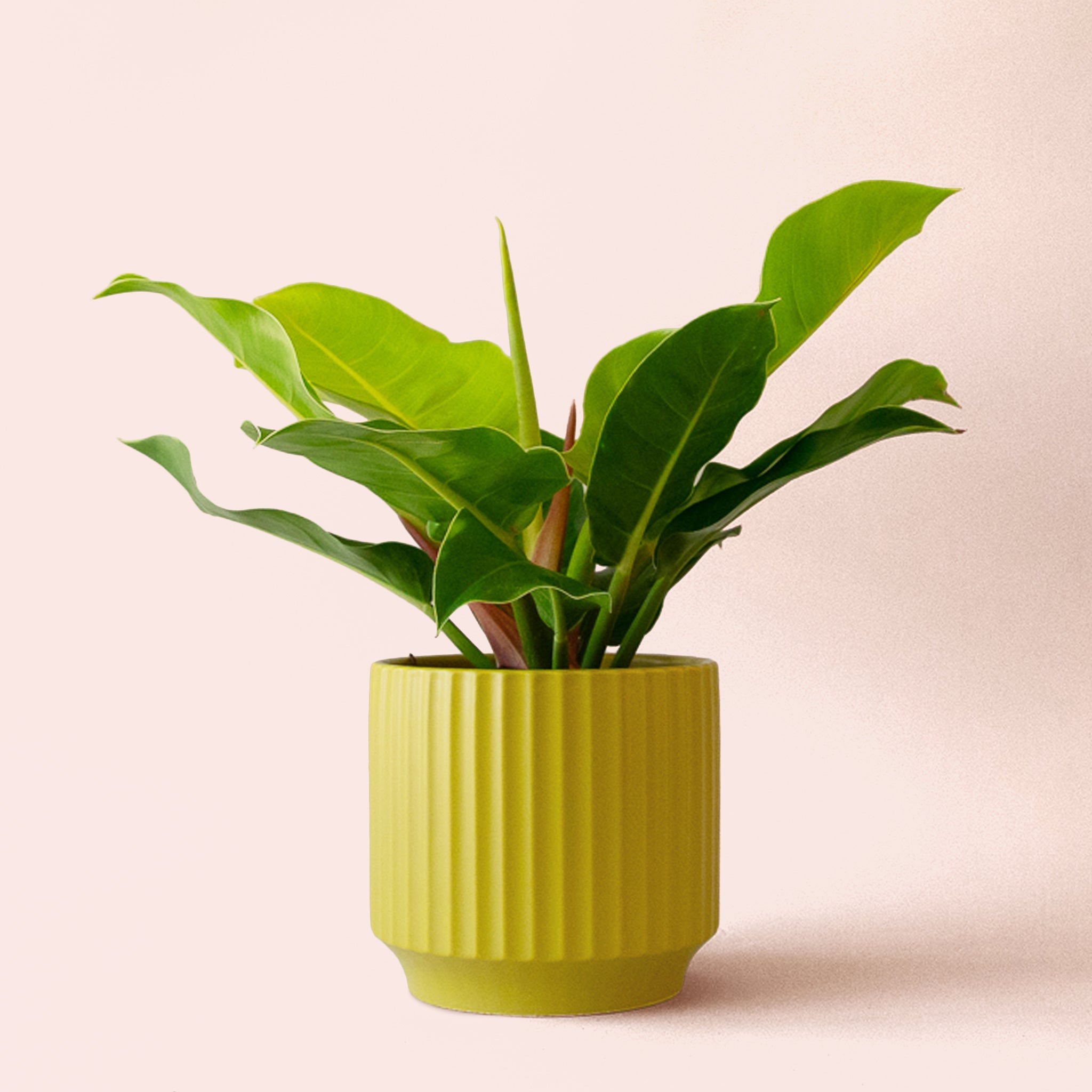 philodendron 'moonlight' Philodendron