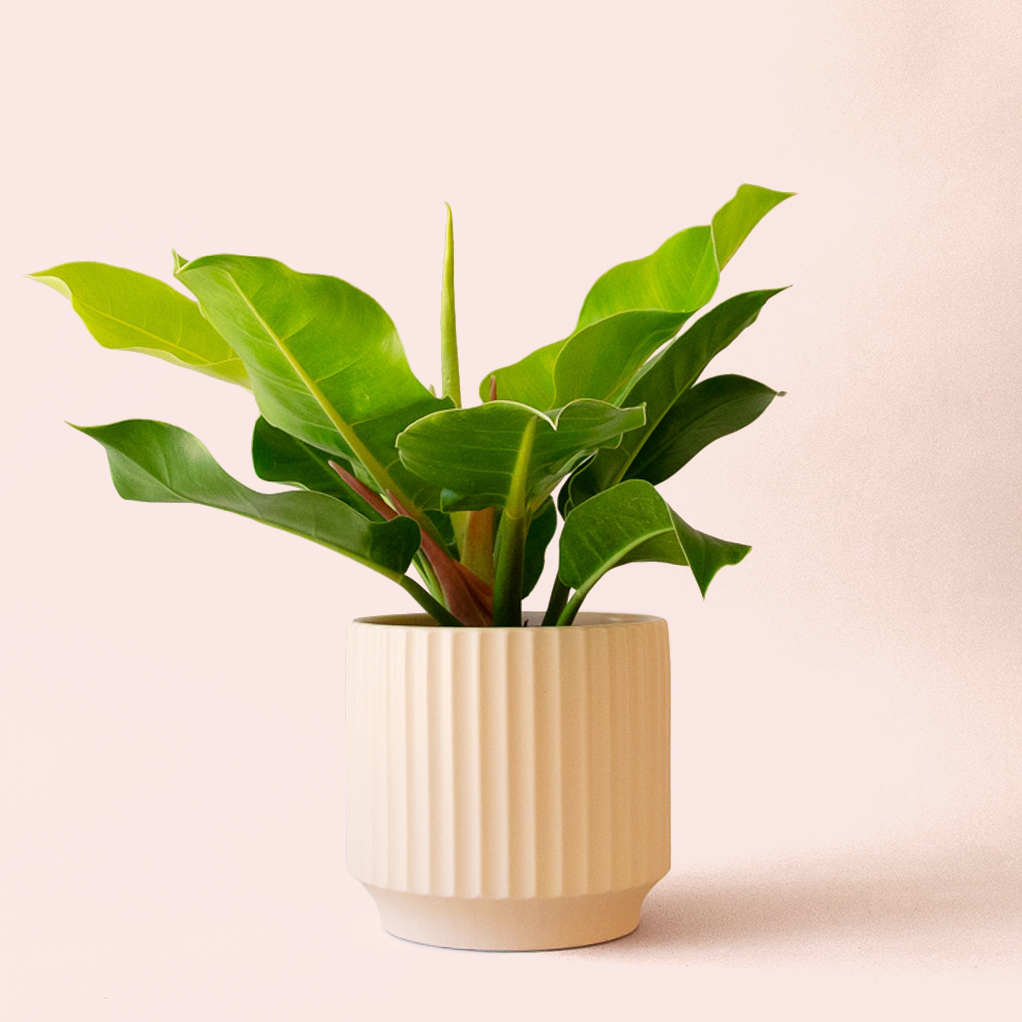 philodendron moonlight plant Philodendron