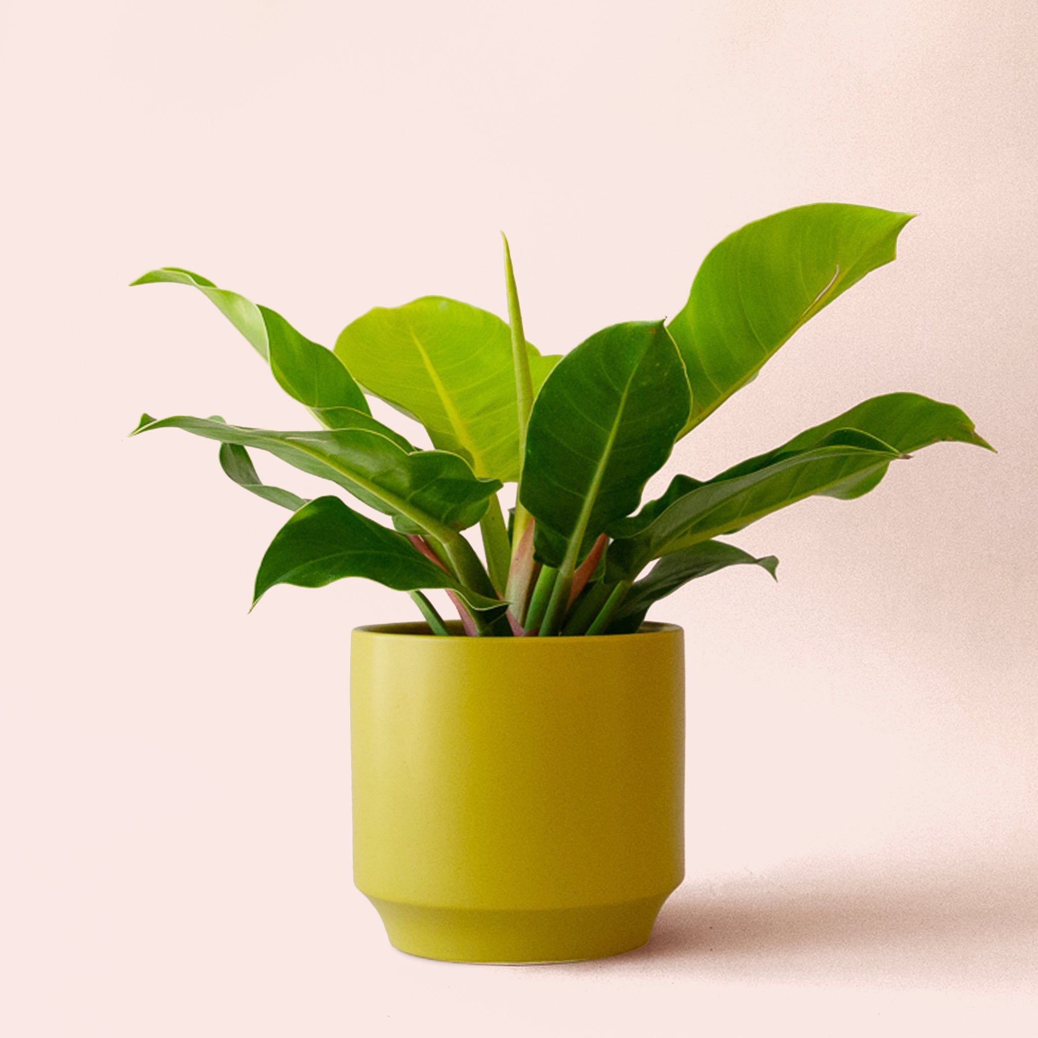 philodendron prem pgh Philodendron