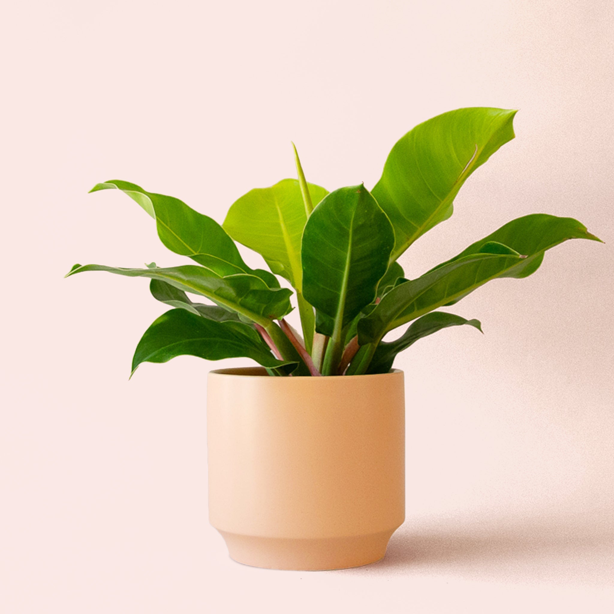 indoor philodendron pirce Philodendron
