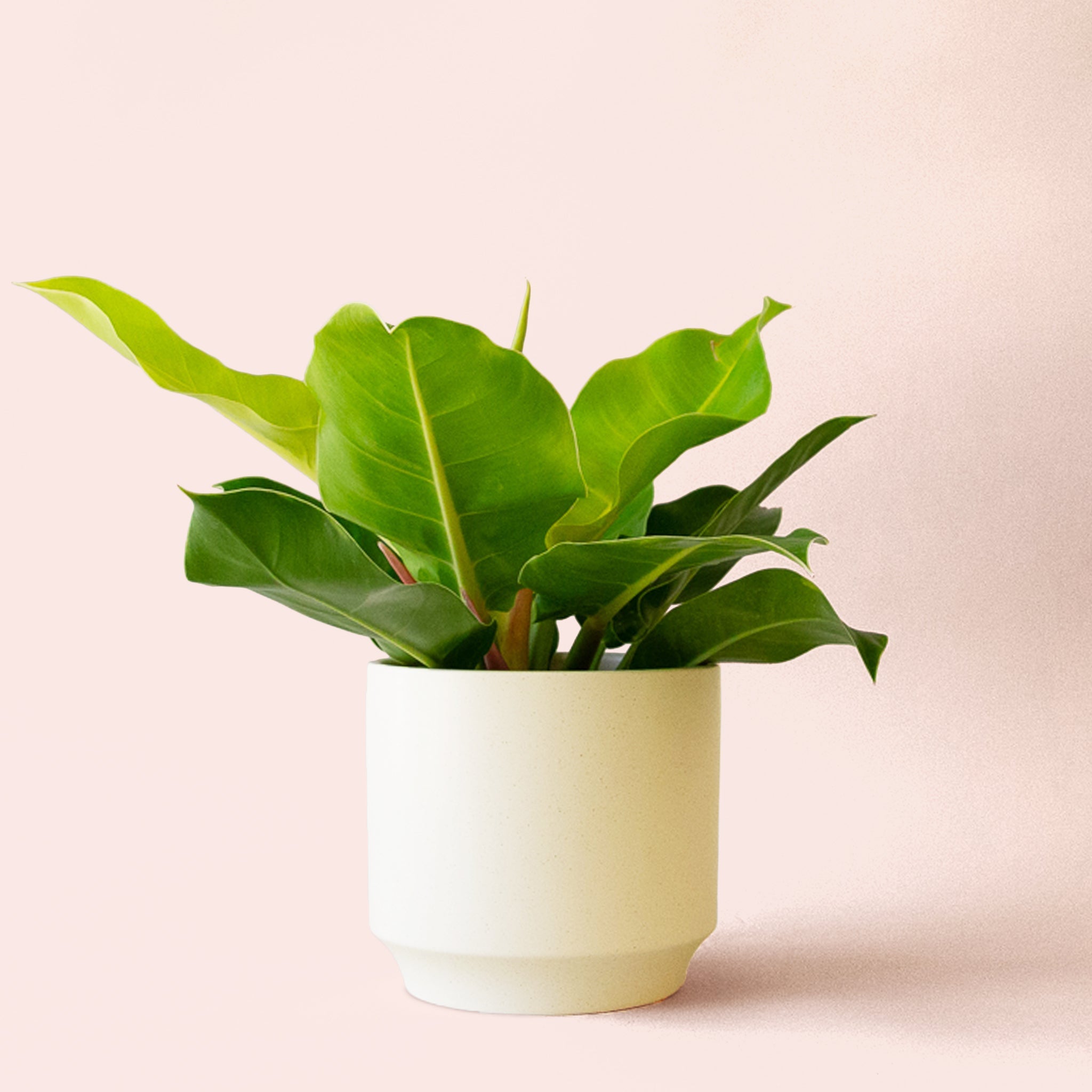 Philodendron Moonlight - Thumbnail 4