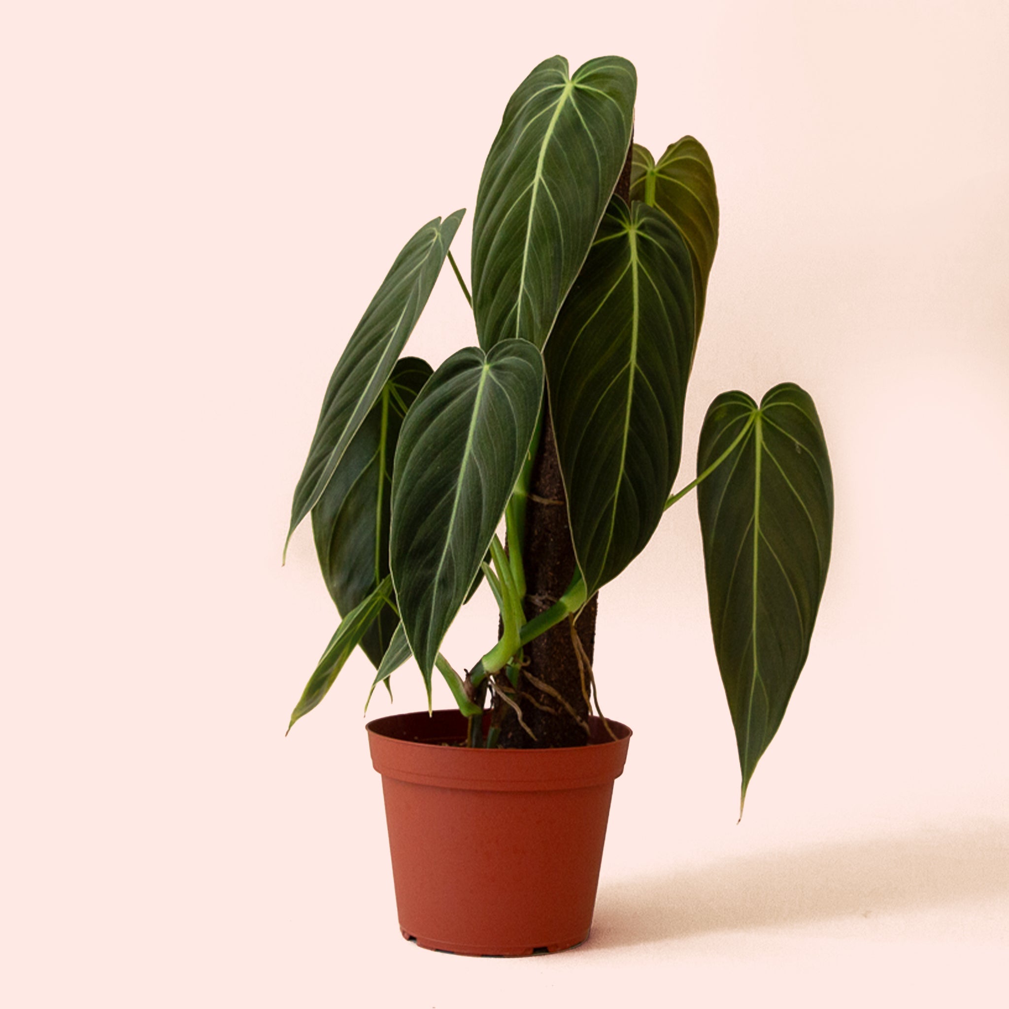 Philodendron Melanochrysum - Thumbnail 4