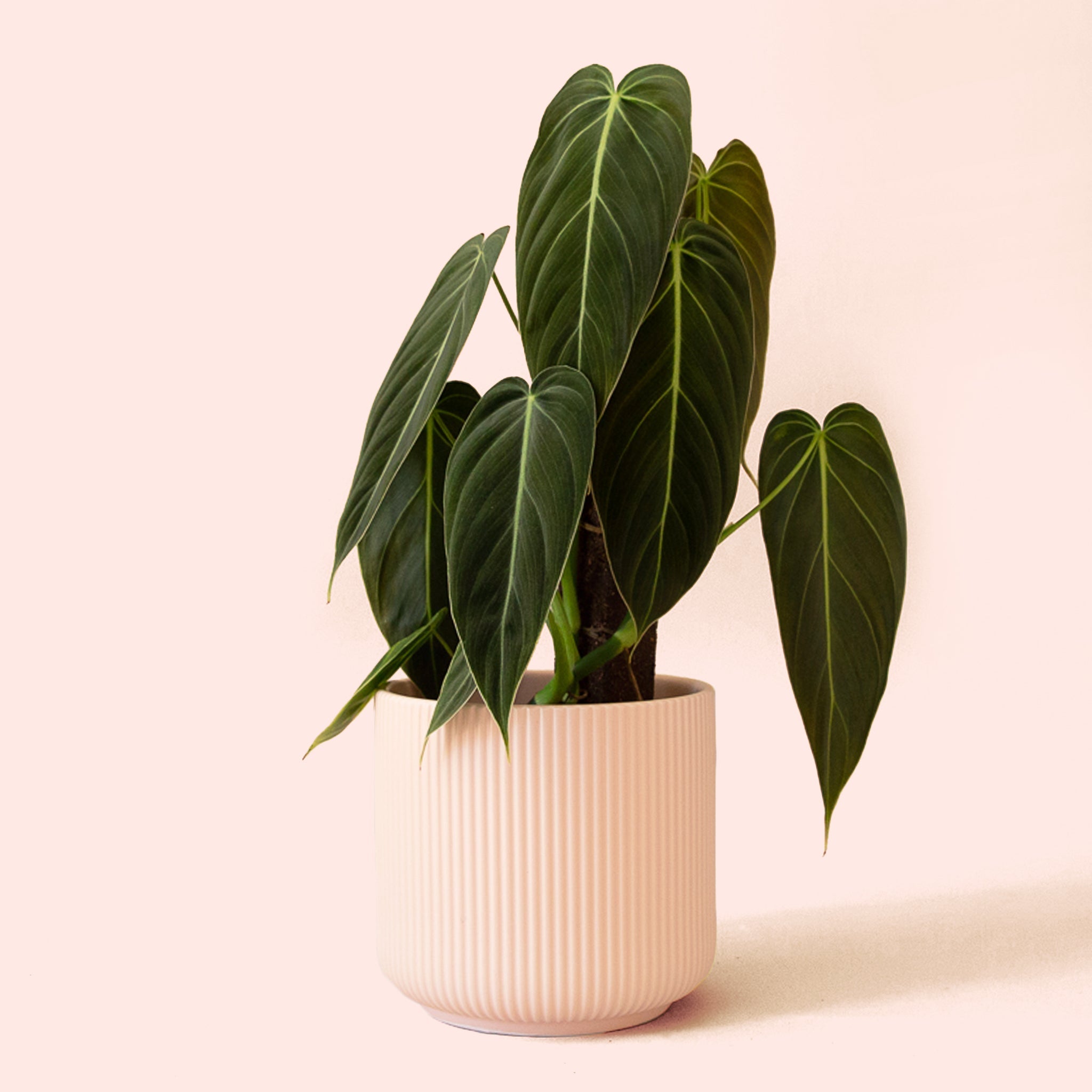 anthurium melano Philodendron