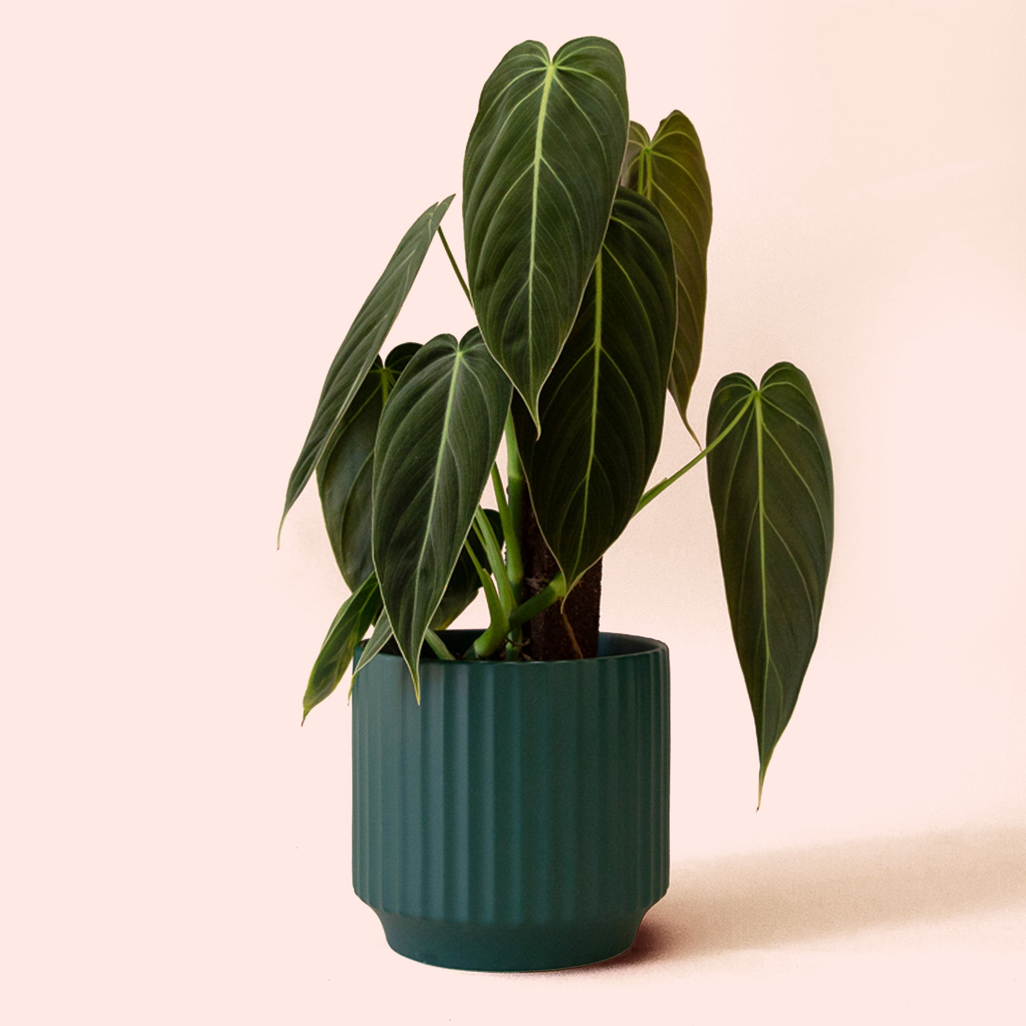 philodendron melano Philodendron