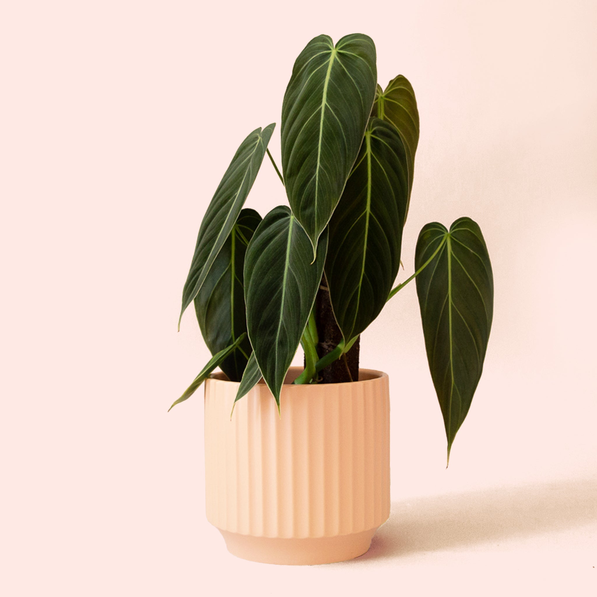 philodendron pink melanochrysum Philodendron