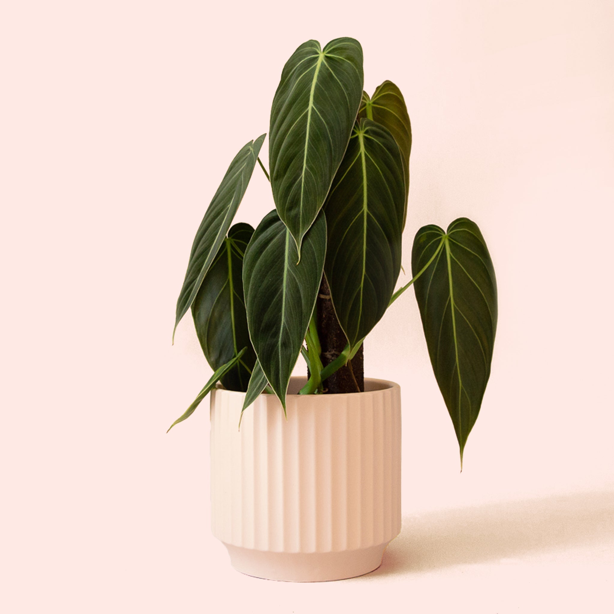 caring for an philodendron melanochrysum Philodendron