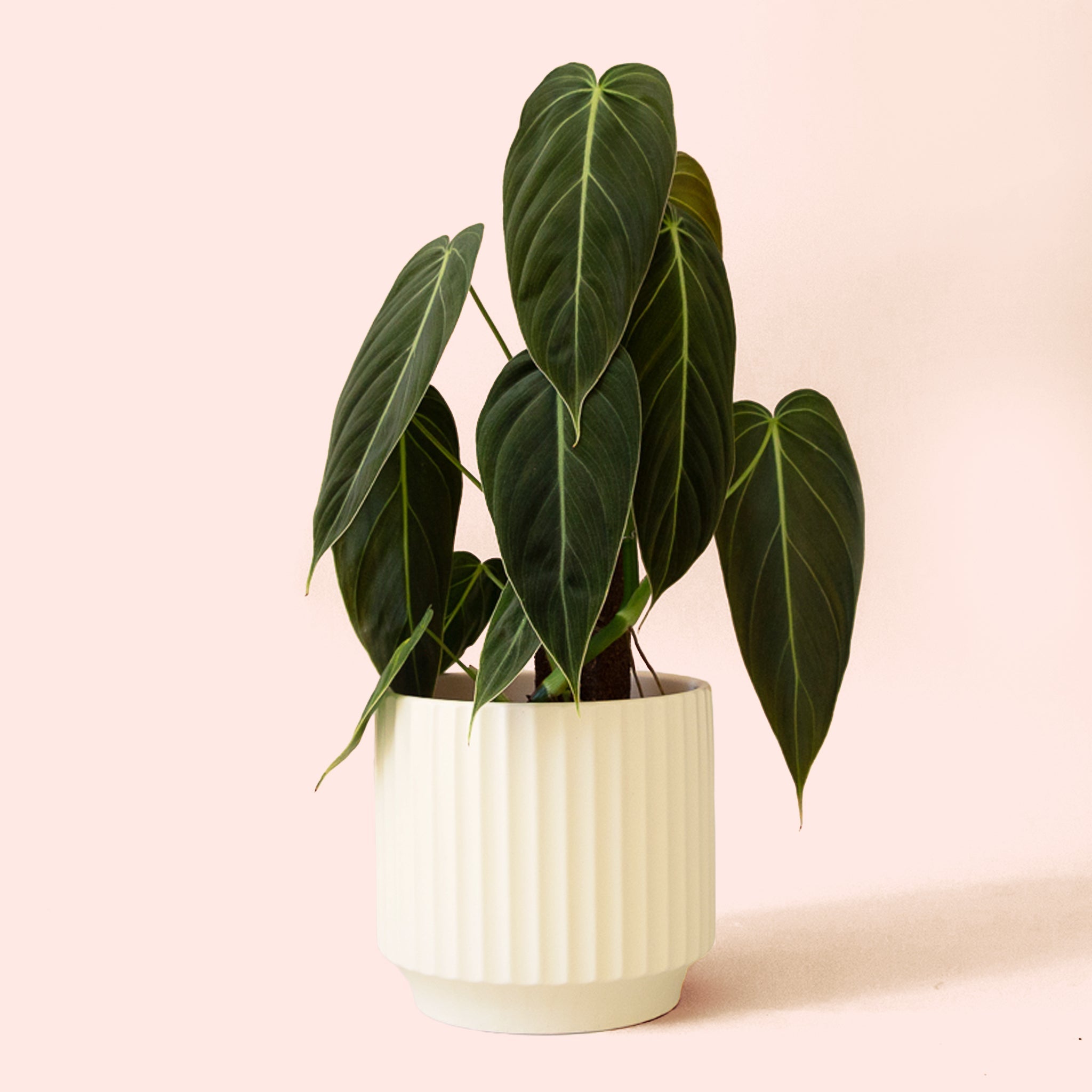 philodendron where to buy Philodendron