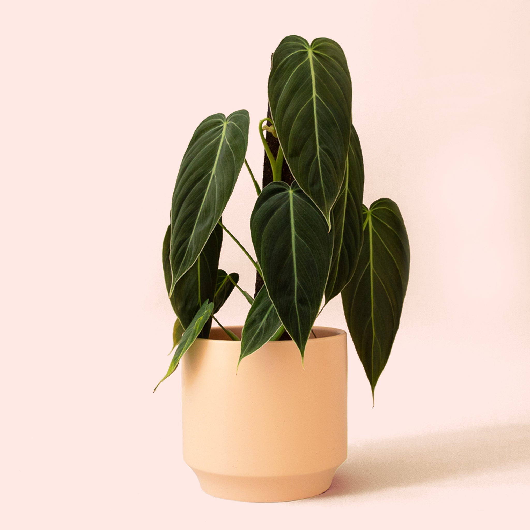 philodendron melanochrysum pink Philodendron