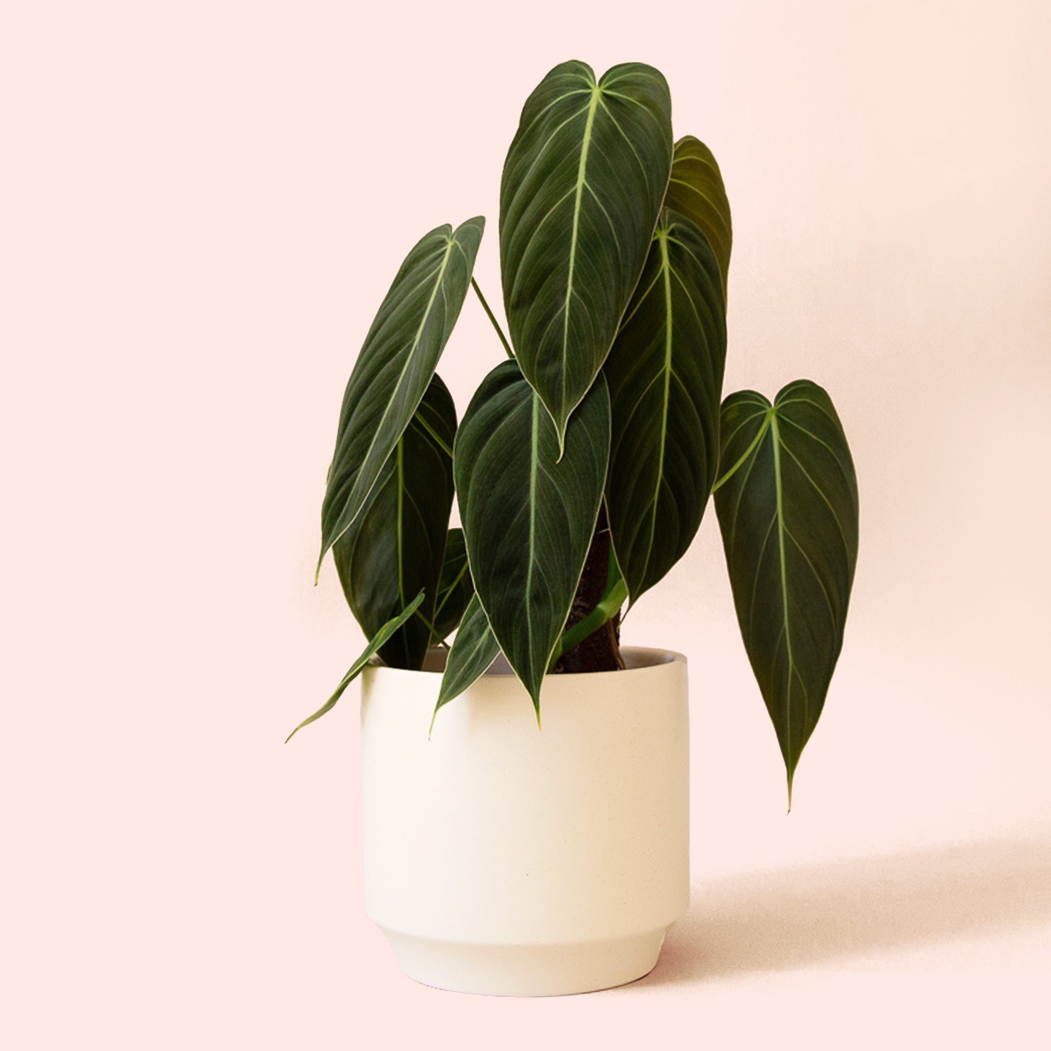 philodendron kaufen Philodendron