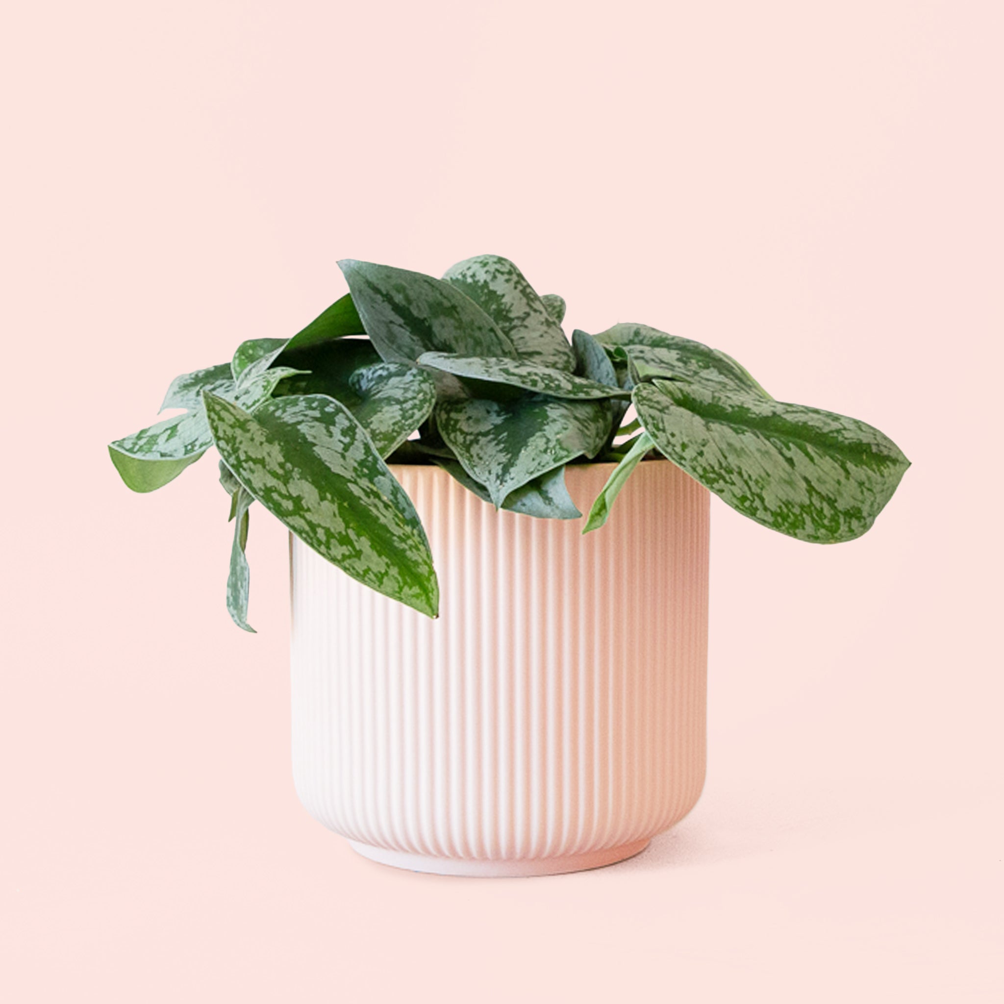 Pictus Exotica - Thumbnail 3