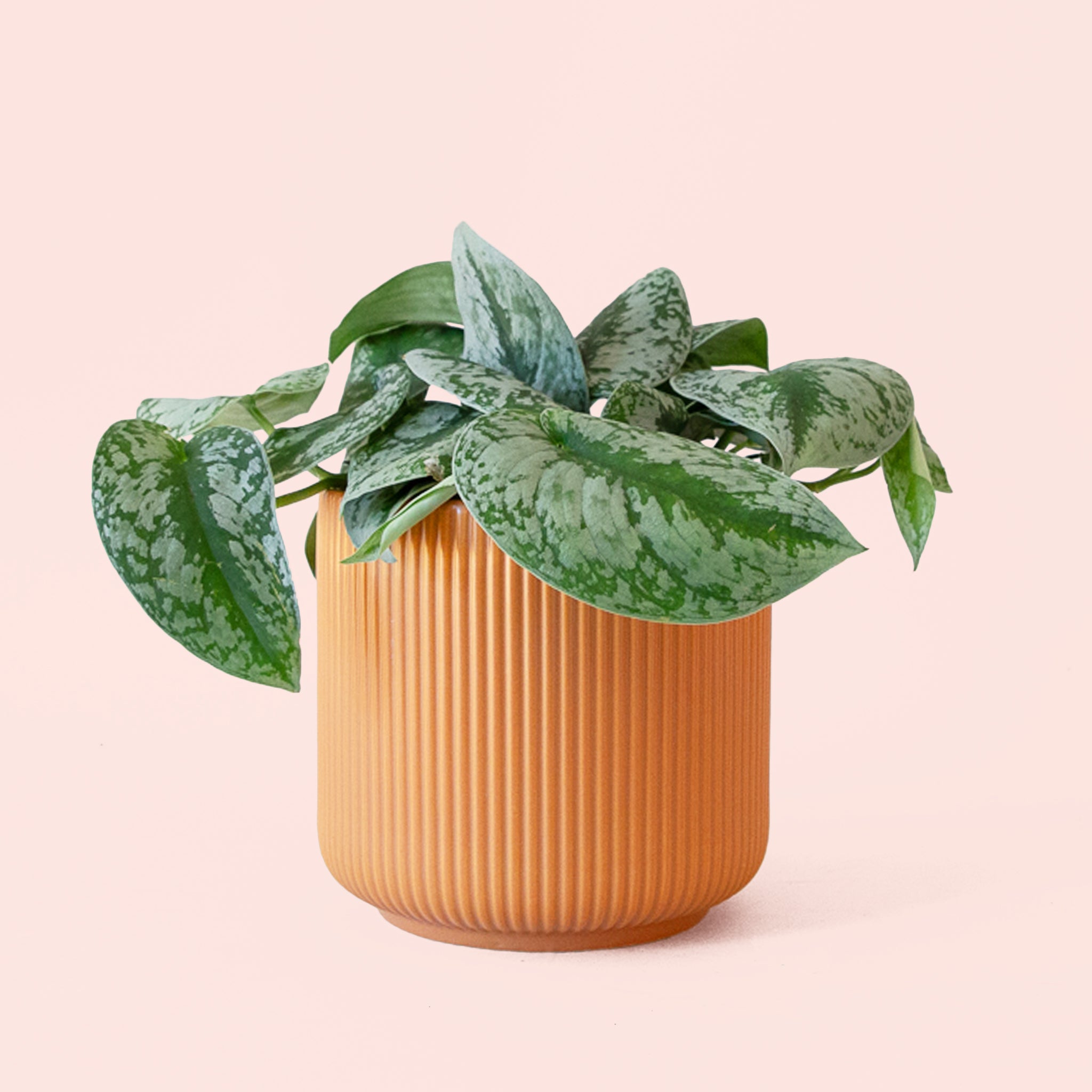 Pictus Exotica - Thumbnail 2