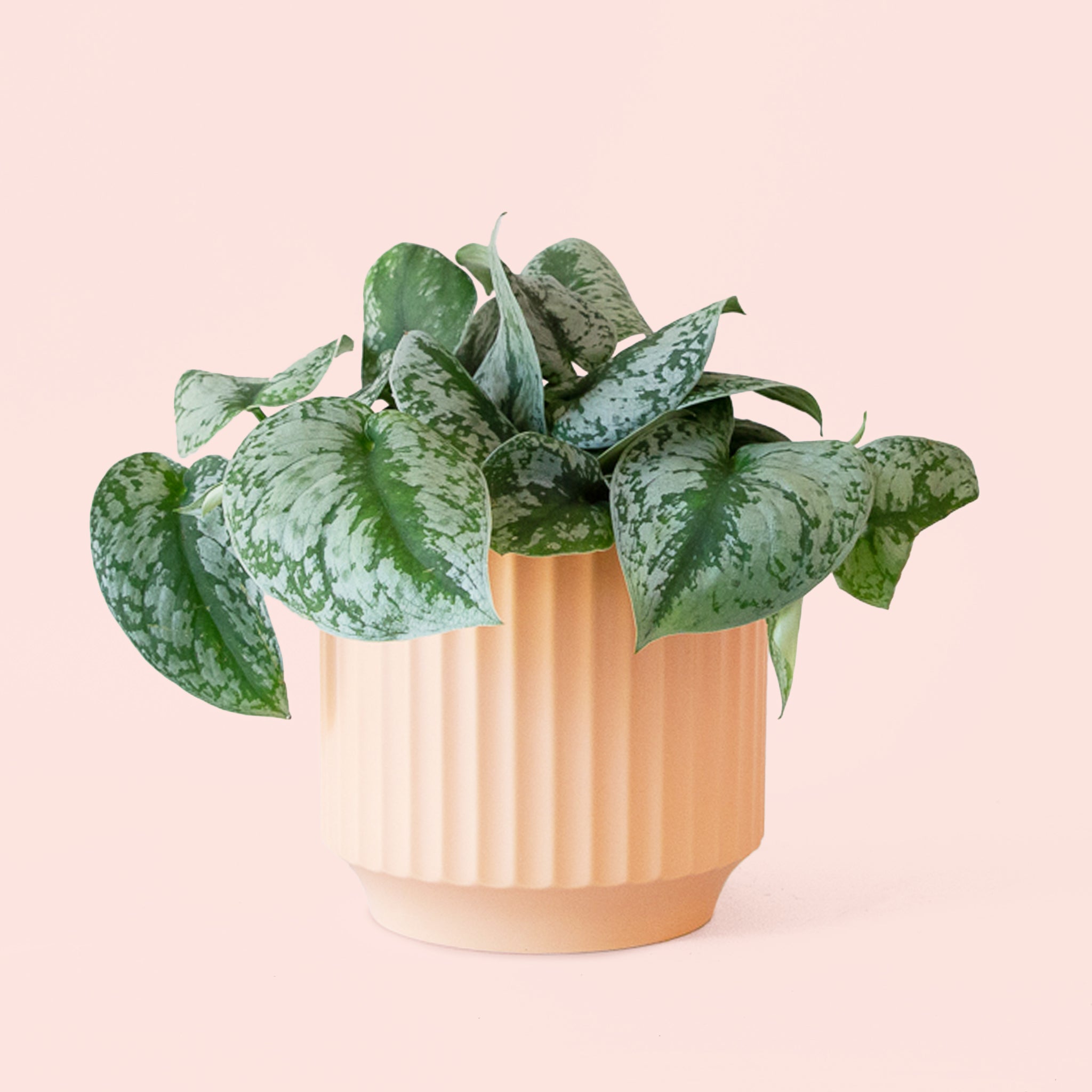 Pictus Exotica - Thumbnail 5