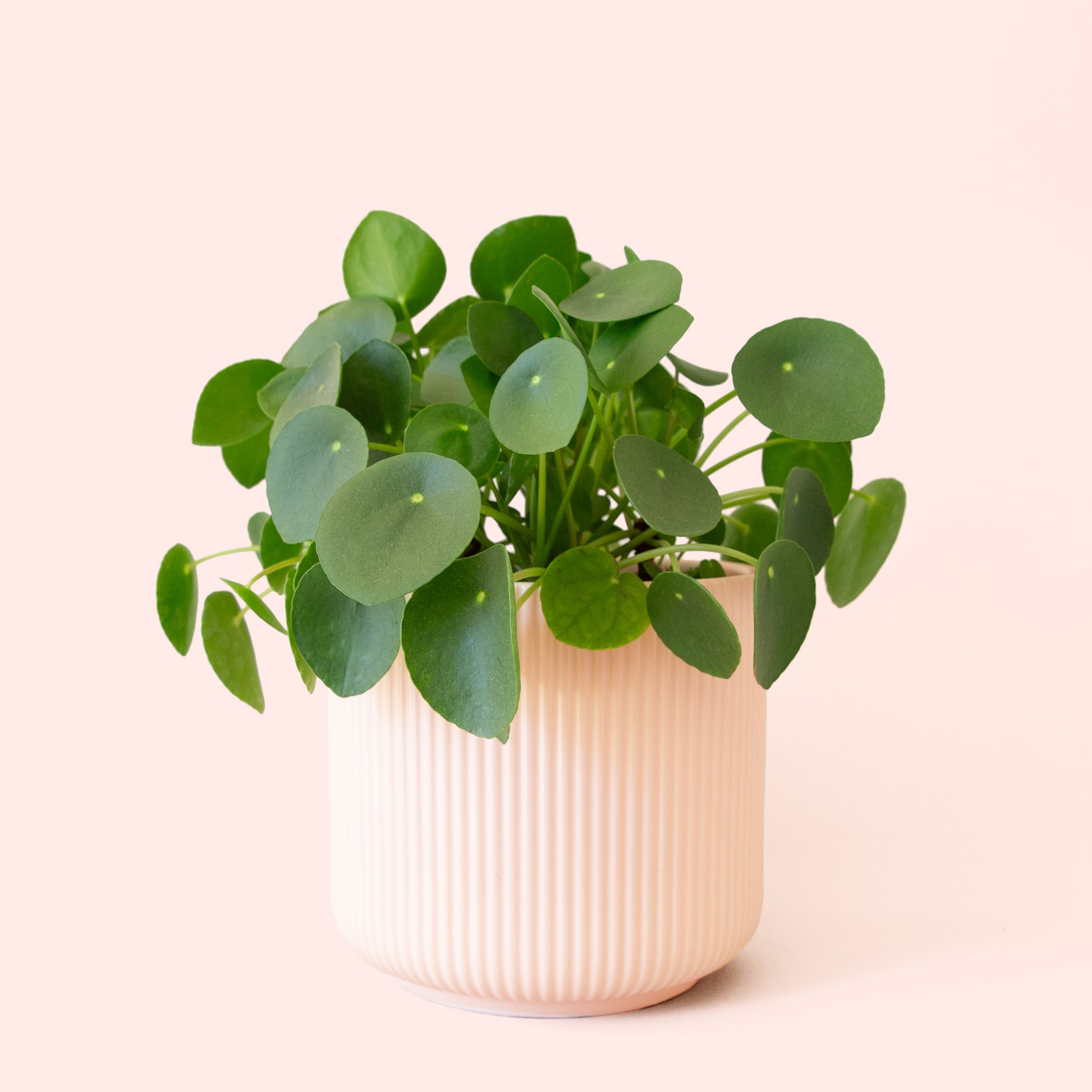Pilea Peperomioide - Thumbnail 5