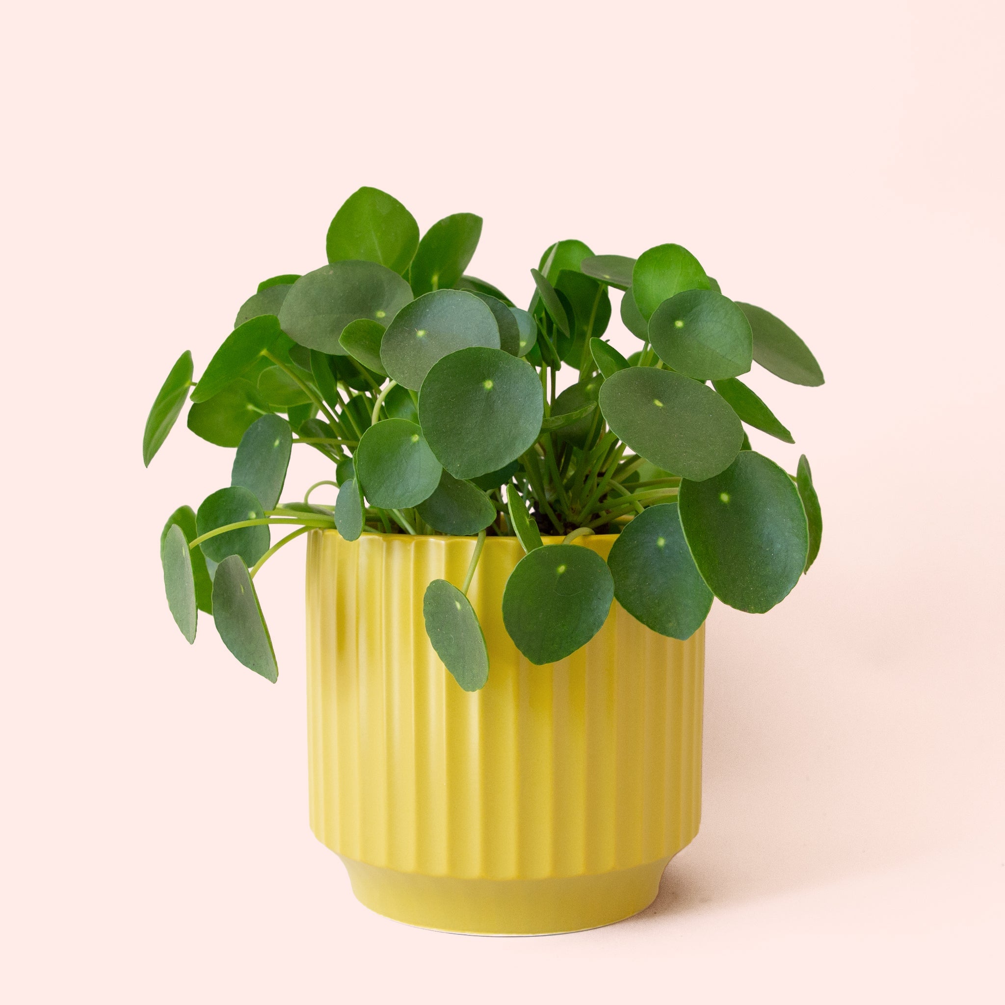 Pilea Peperomioide