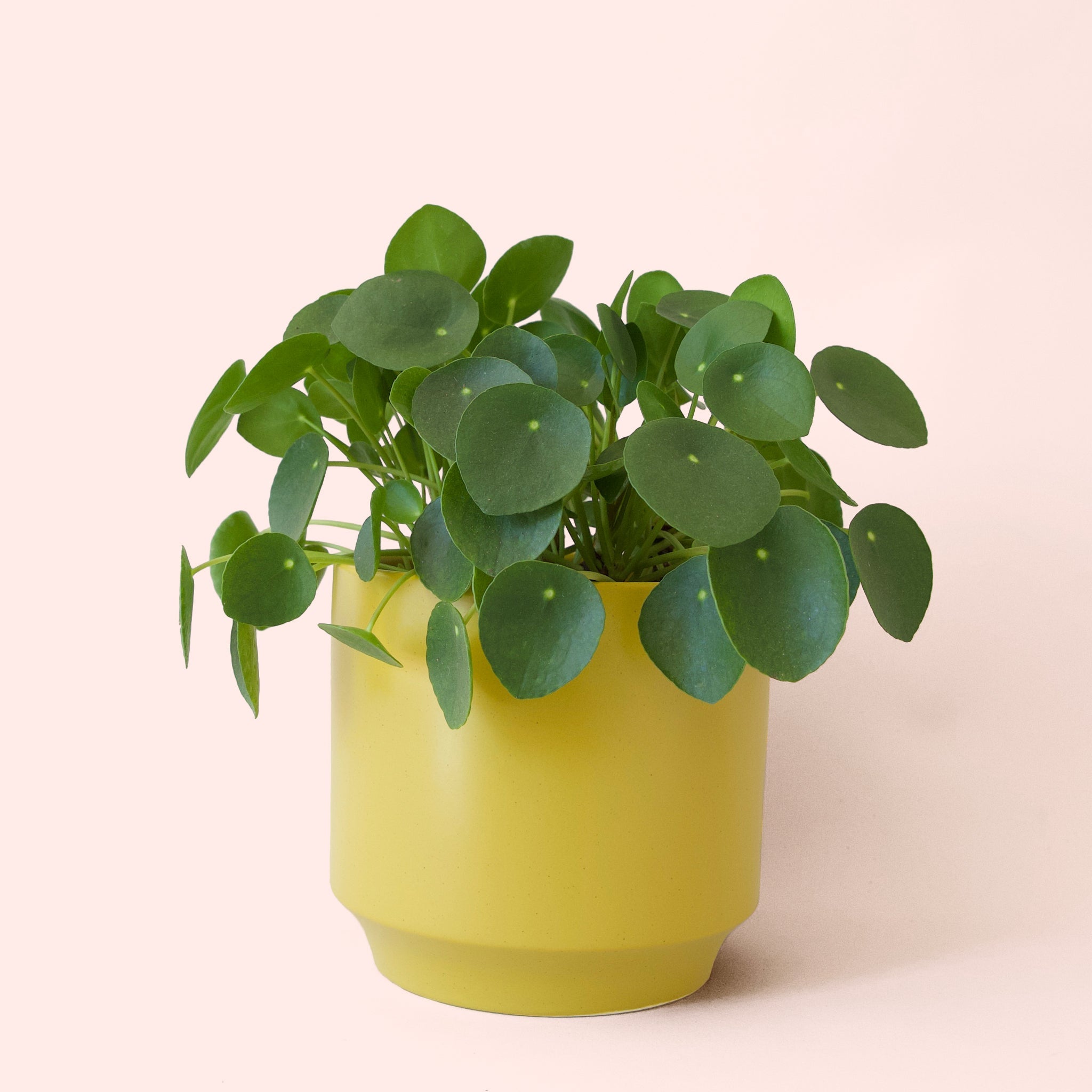 is pilea an indoor plant Pilea