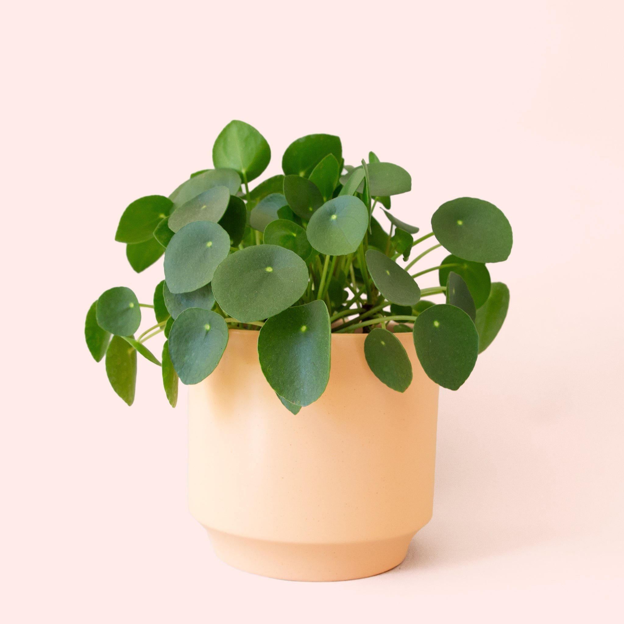 Pilea Peperomioide - Thumbnail 4