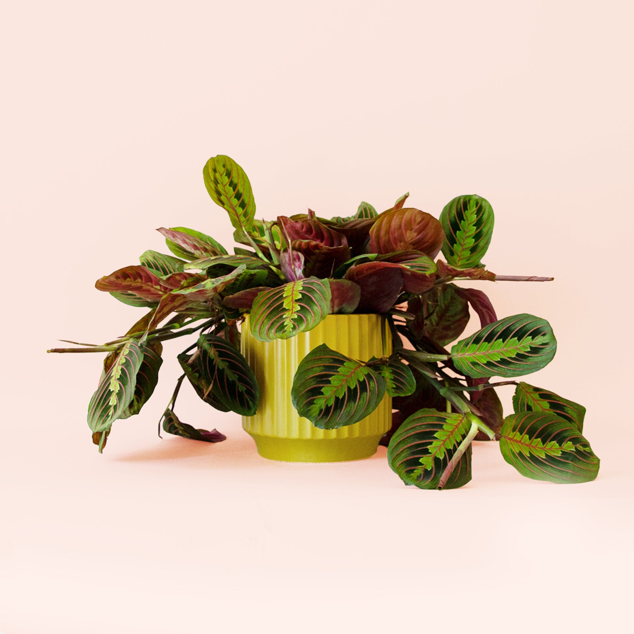 Pigment Maranta Prayer Plant