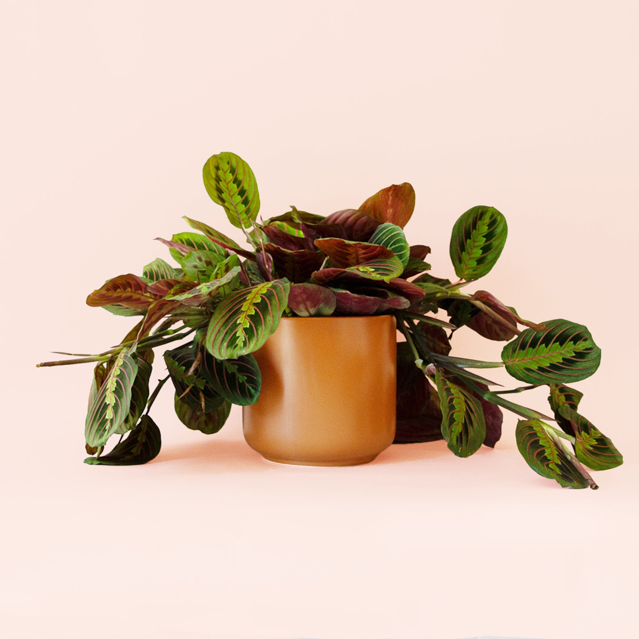 Maranta Red Prayer Plant - Thumbnail 4