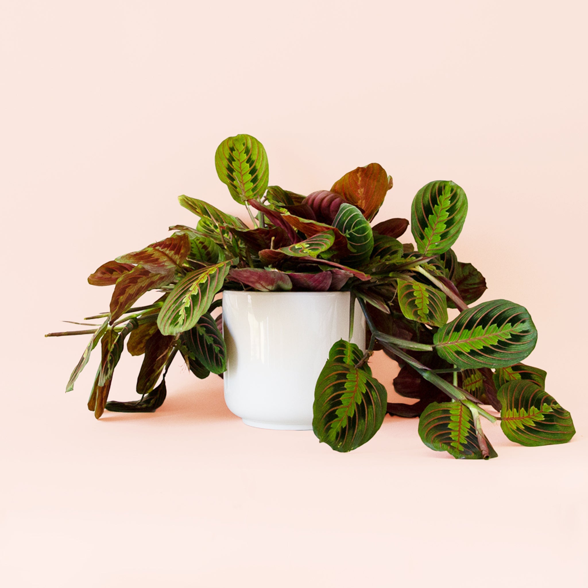 hirt's red prayer plant Maranta | Prayer Plant