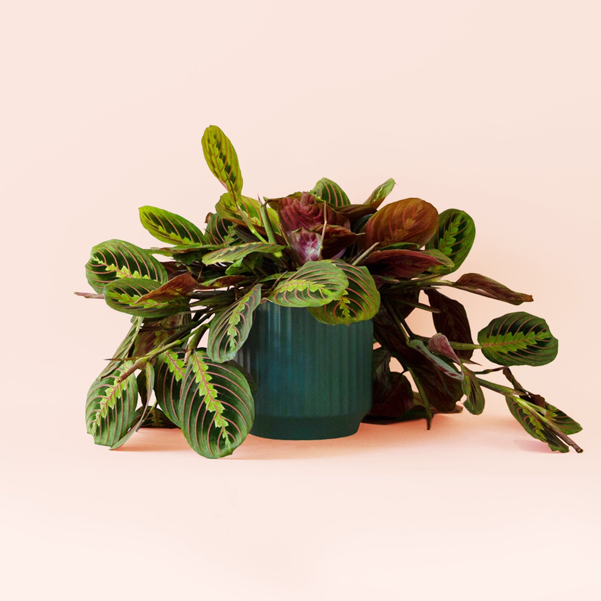Pigment Maranta Prayer Plant - Thumbnail 5
